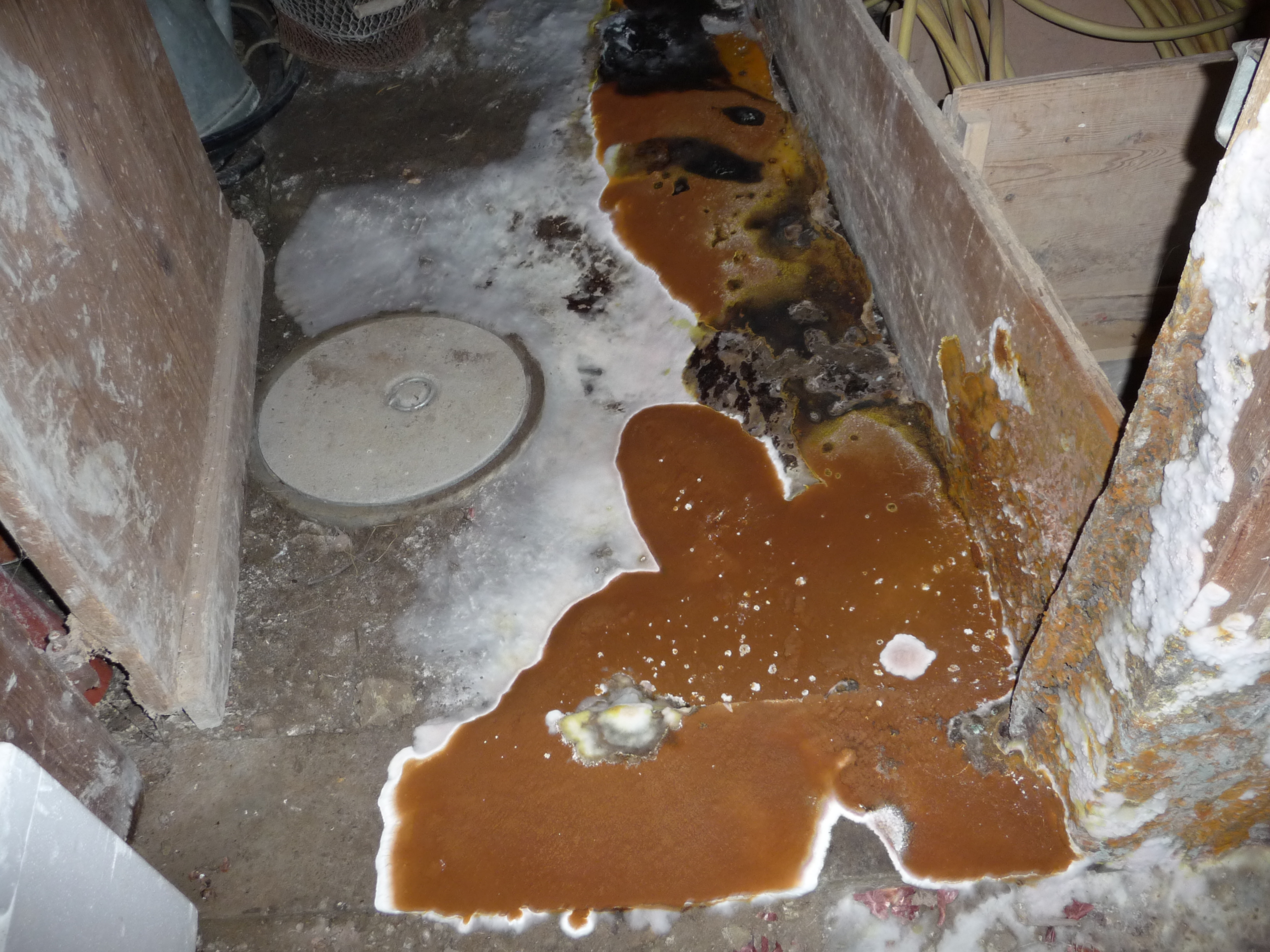 Der Pilzbefall in Gebäuden, meist im Keller, ist kein schönes Anschauen