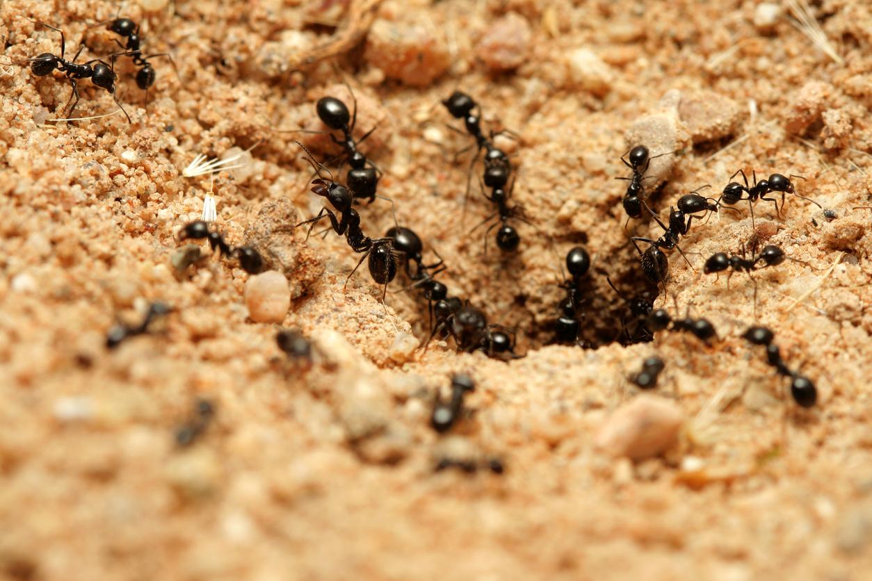 Les fourmis en grand nombre peuvent causer des dégâts au jardin.