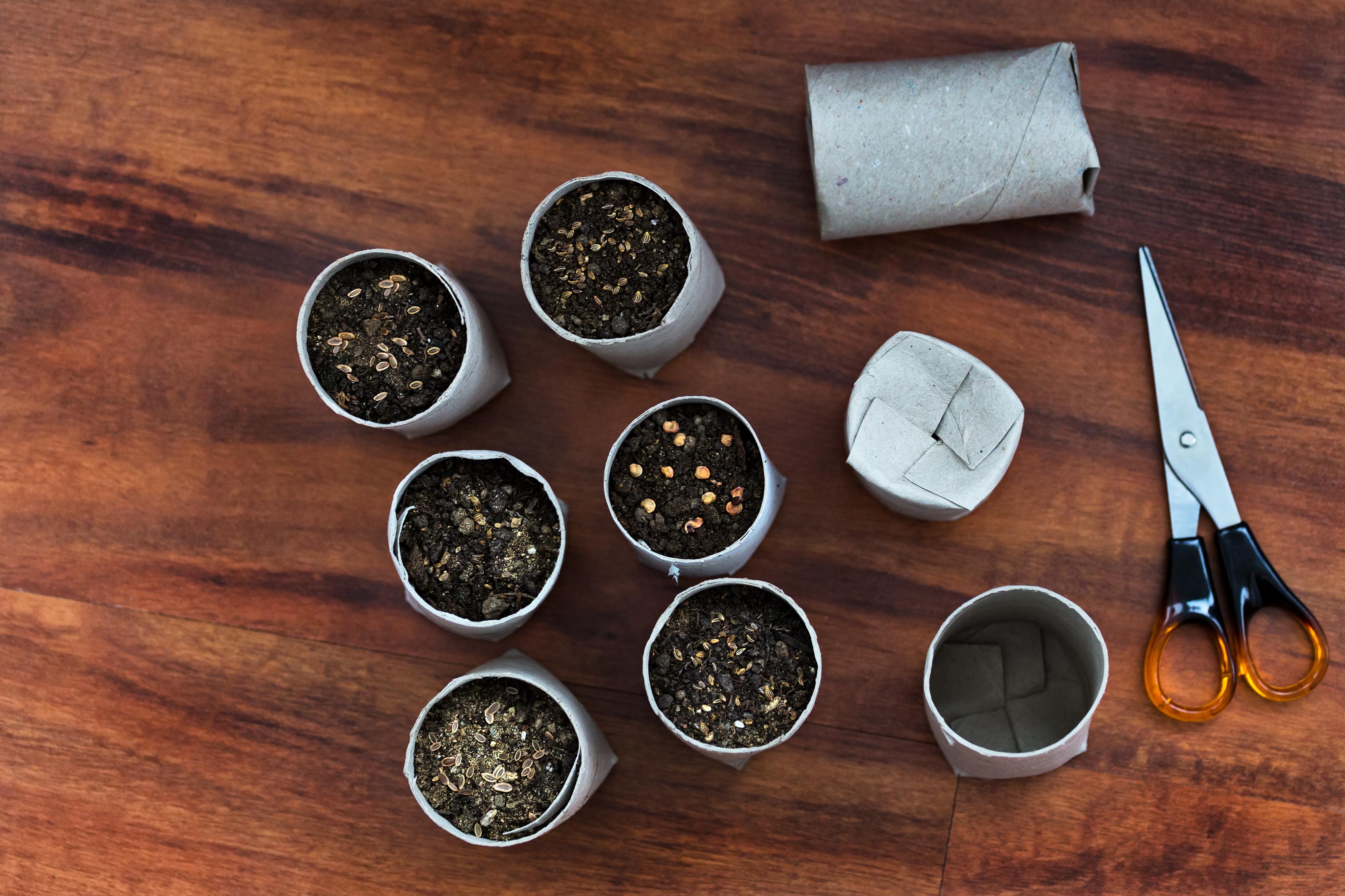 Pots à semis à partir de rouleau de papier toilette