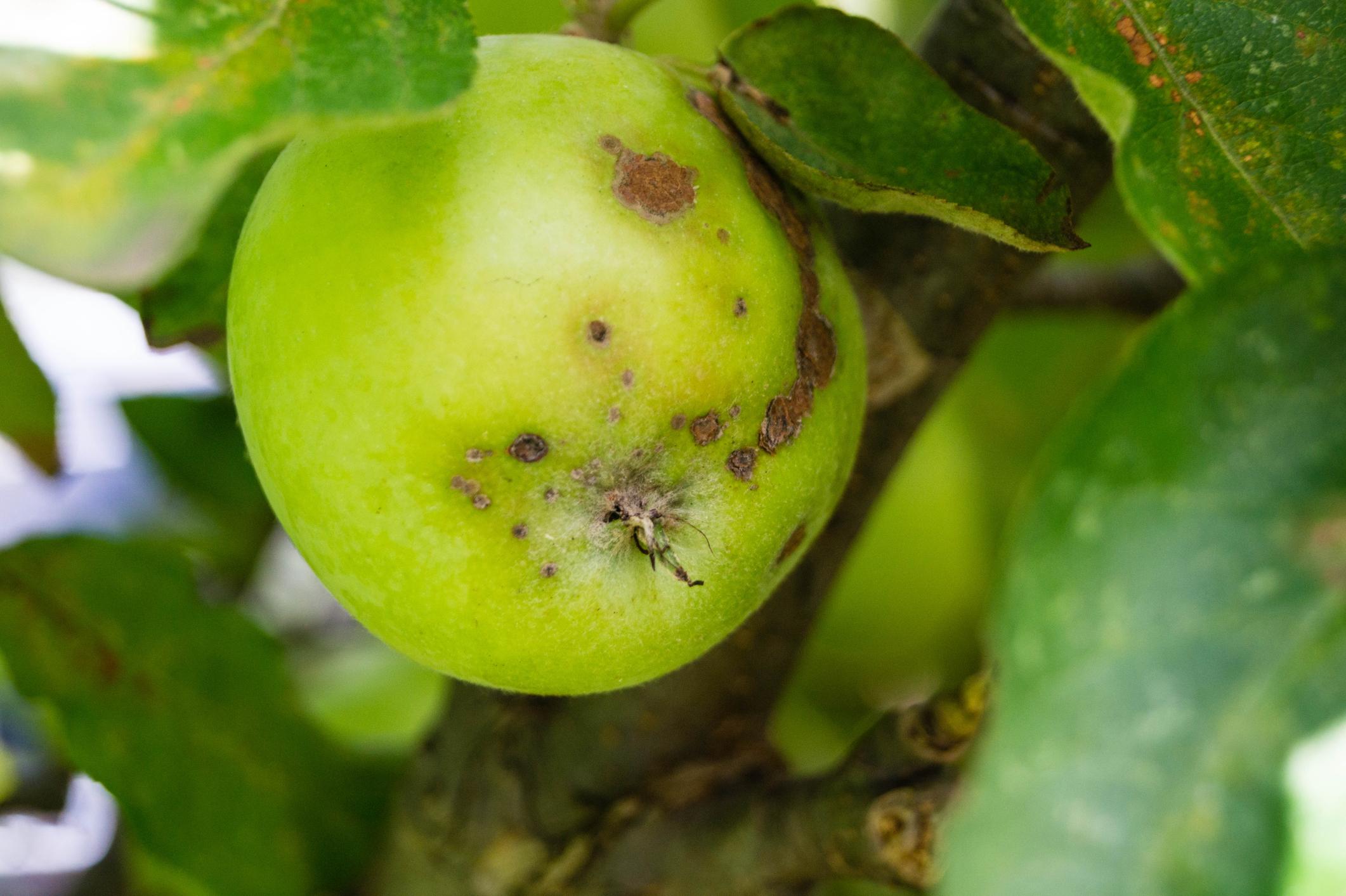 Die Larven der Apfelsägewespe minieren unter der Epidermis der Früchte sodass auf der Oberfläche des Apfels gewundenen, verkorkte Narben zu erkennen sind. 