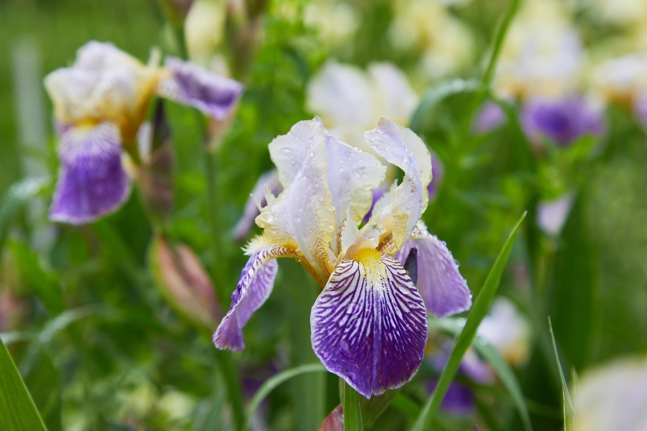 Iris barbu (Iris barbata)