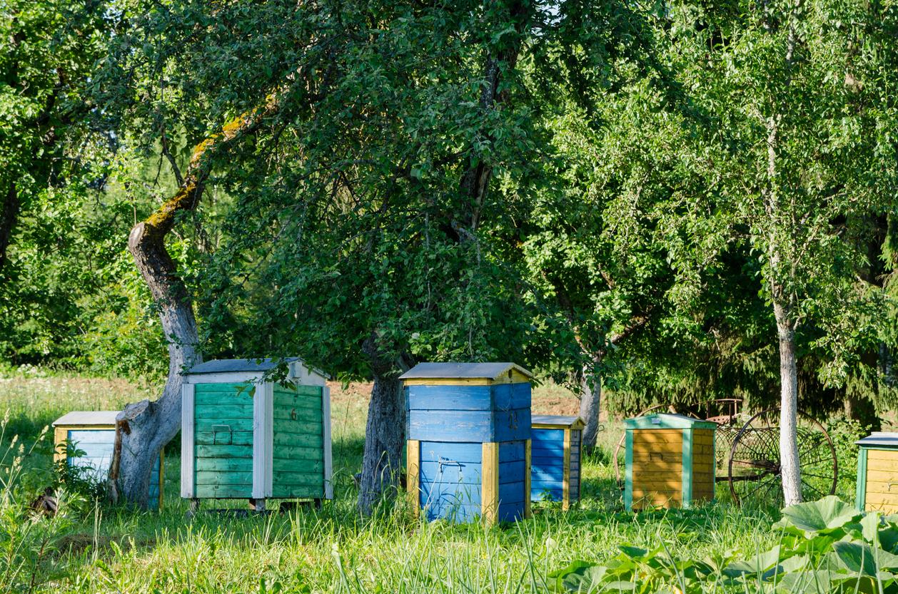  Bienenhaltung und Imkern im eigenen Garten