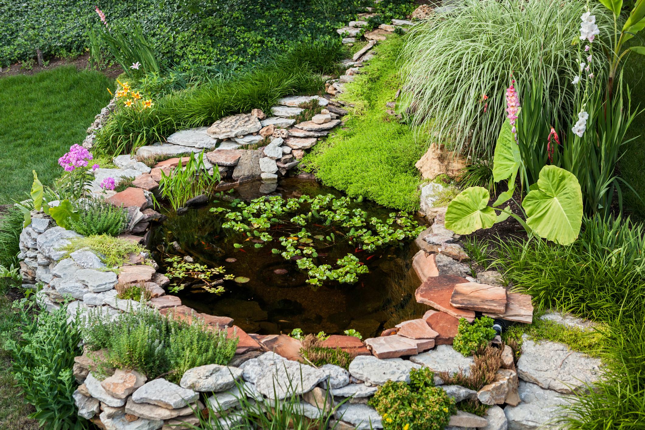 Un biotope ou un étang dans le jardin devraient au moins avoir une surface de dix mètres carrés