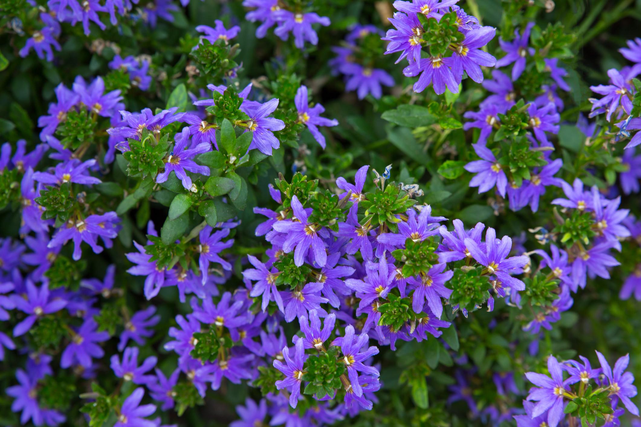 Blaue Fächerblume (Scaevola aemula)