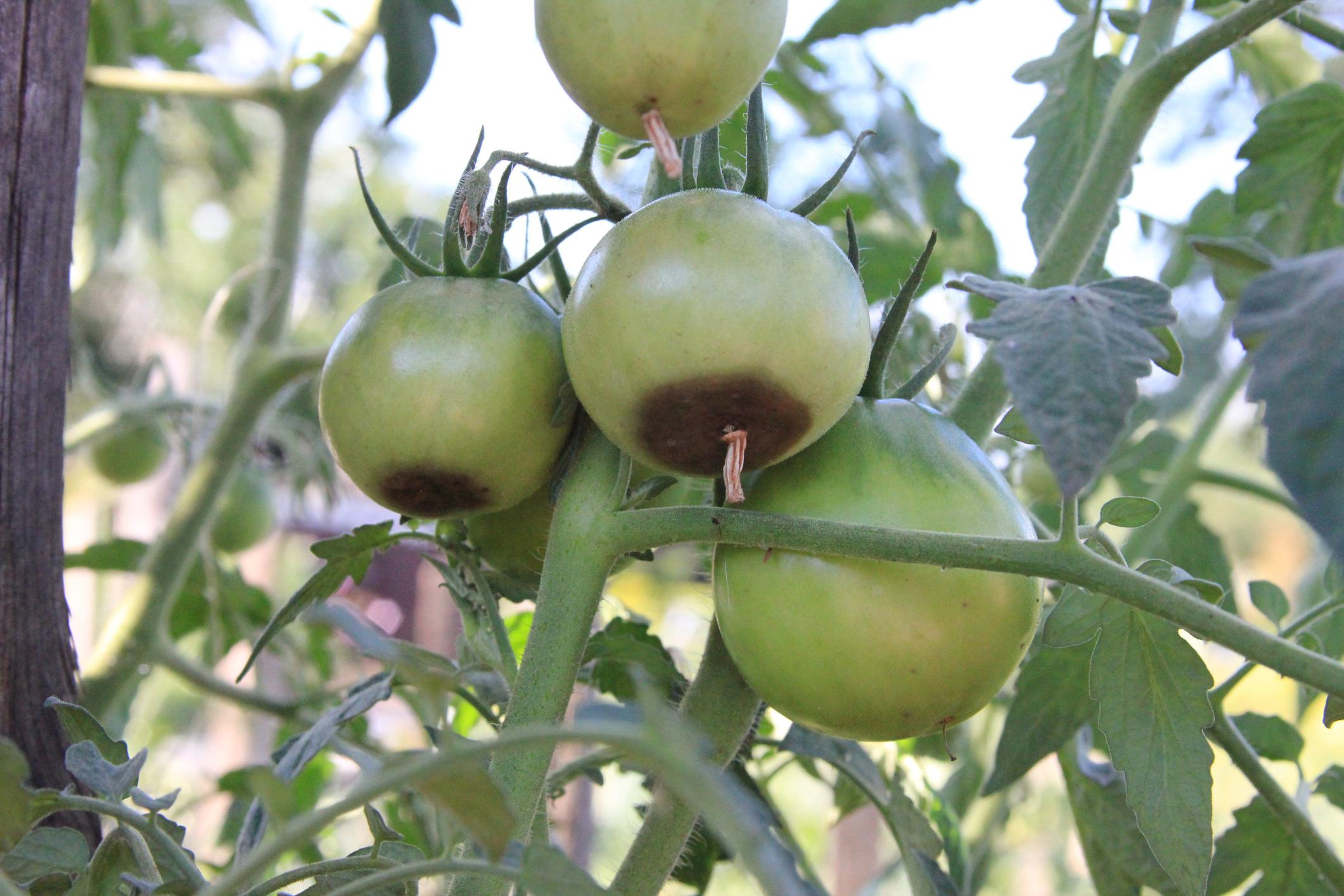 Braune und schwarze Flecken am Fruchtansatz von Tomaten, Zucchini und Paprika sind ein typisches Anzeichen für Blütenendfäule. 