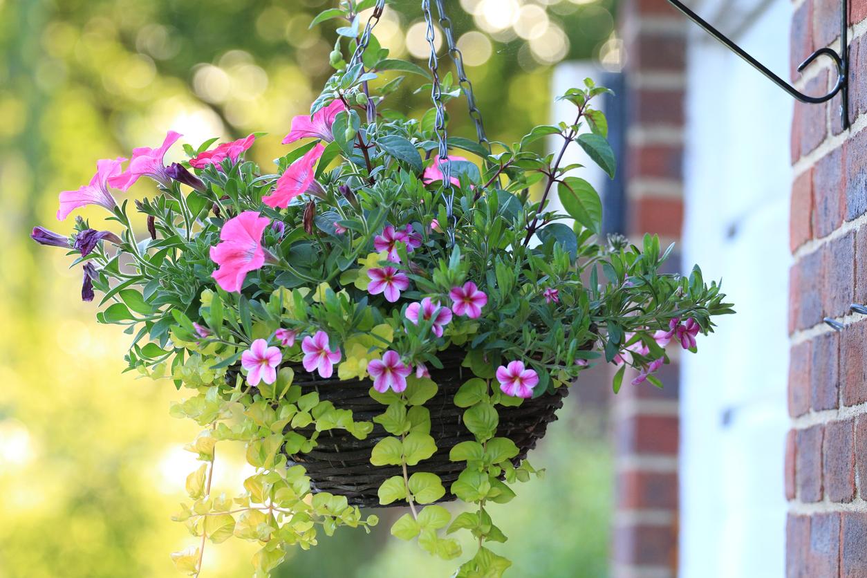 Les pots de fleurs suspendus embellissent leur environnement par leurs formes harmonieuses et la vivacité de leurs couleurs.