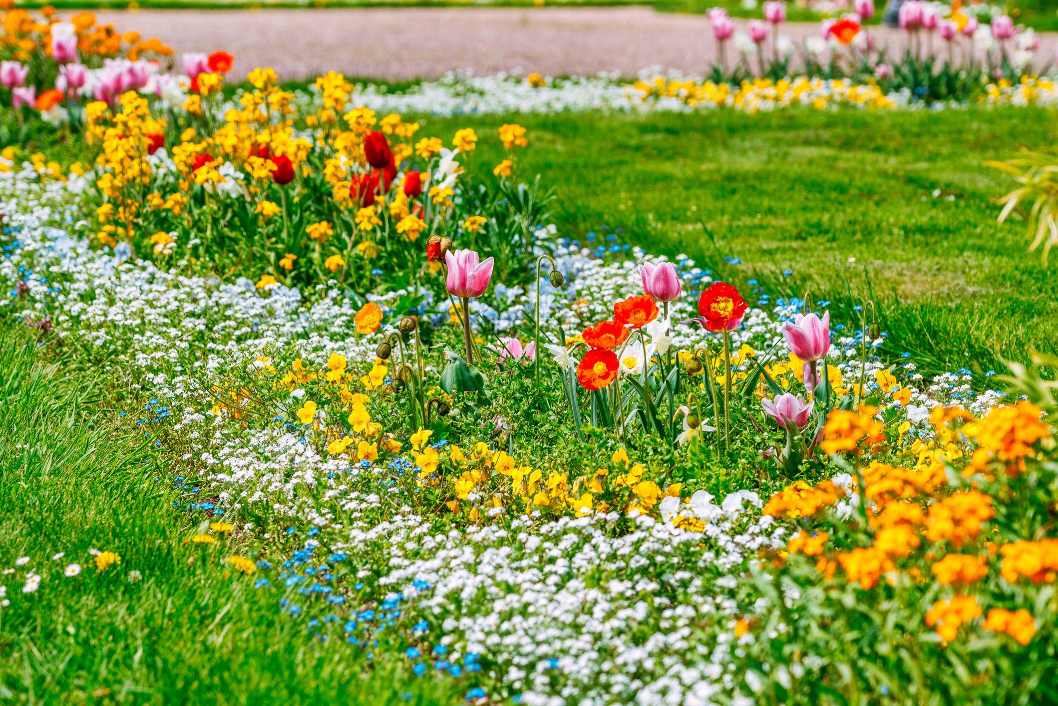 Pour un festival fleuri le plus long possible qui se prolonge jusqu’en juin, il est conseillé d’échelonner les périodes de floraison des plantes à floraison printanière.