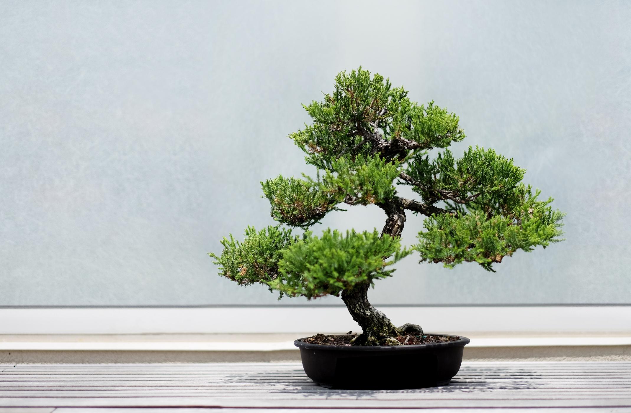  Bonsai, der Zwergbaum