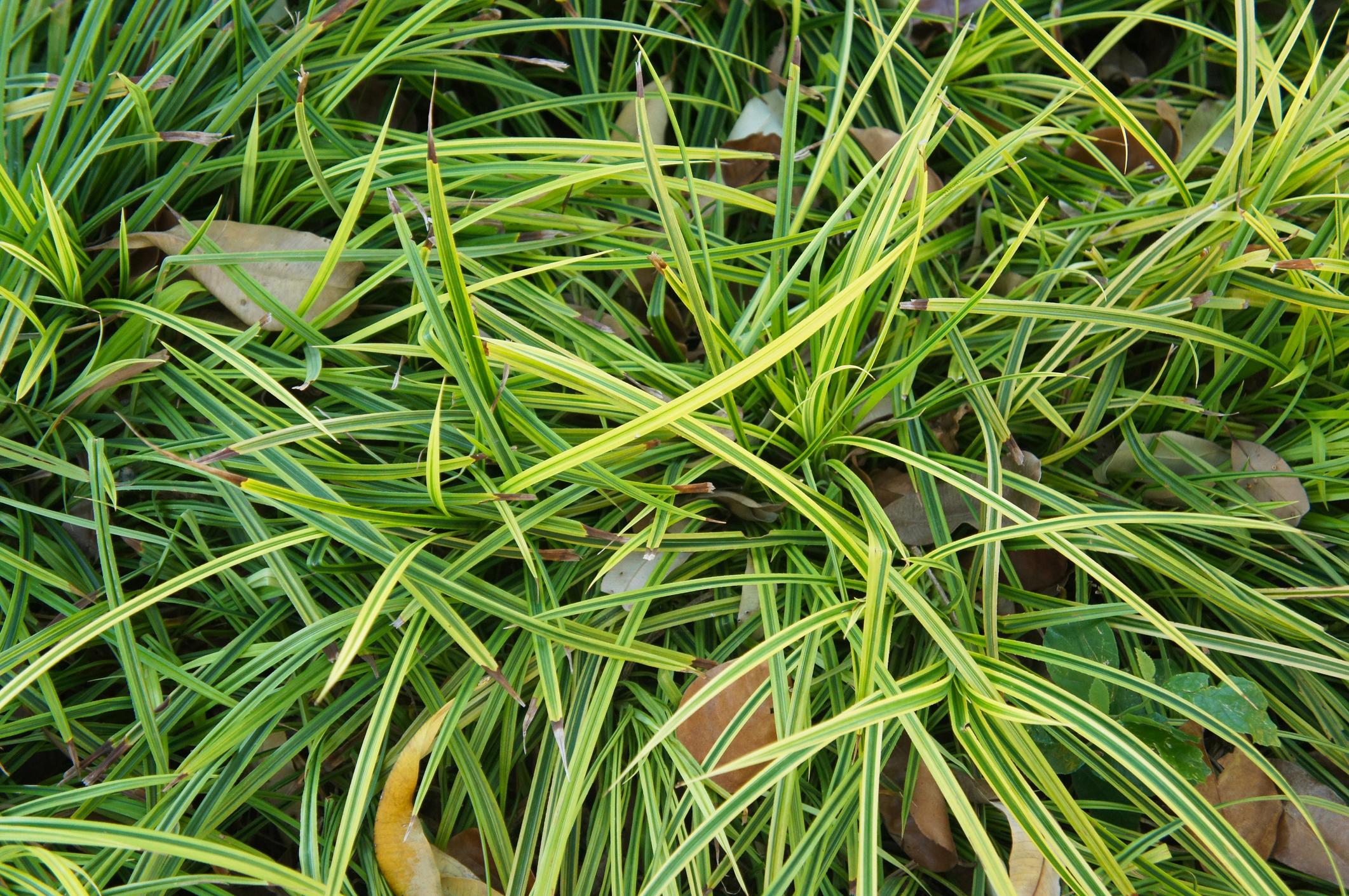Laîche (Carex)