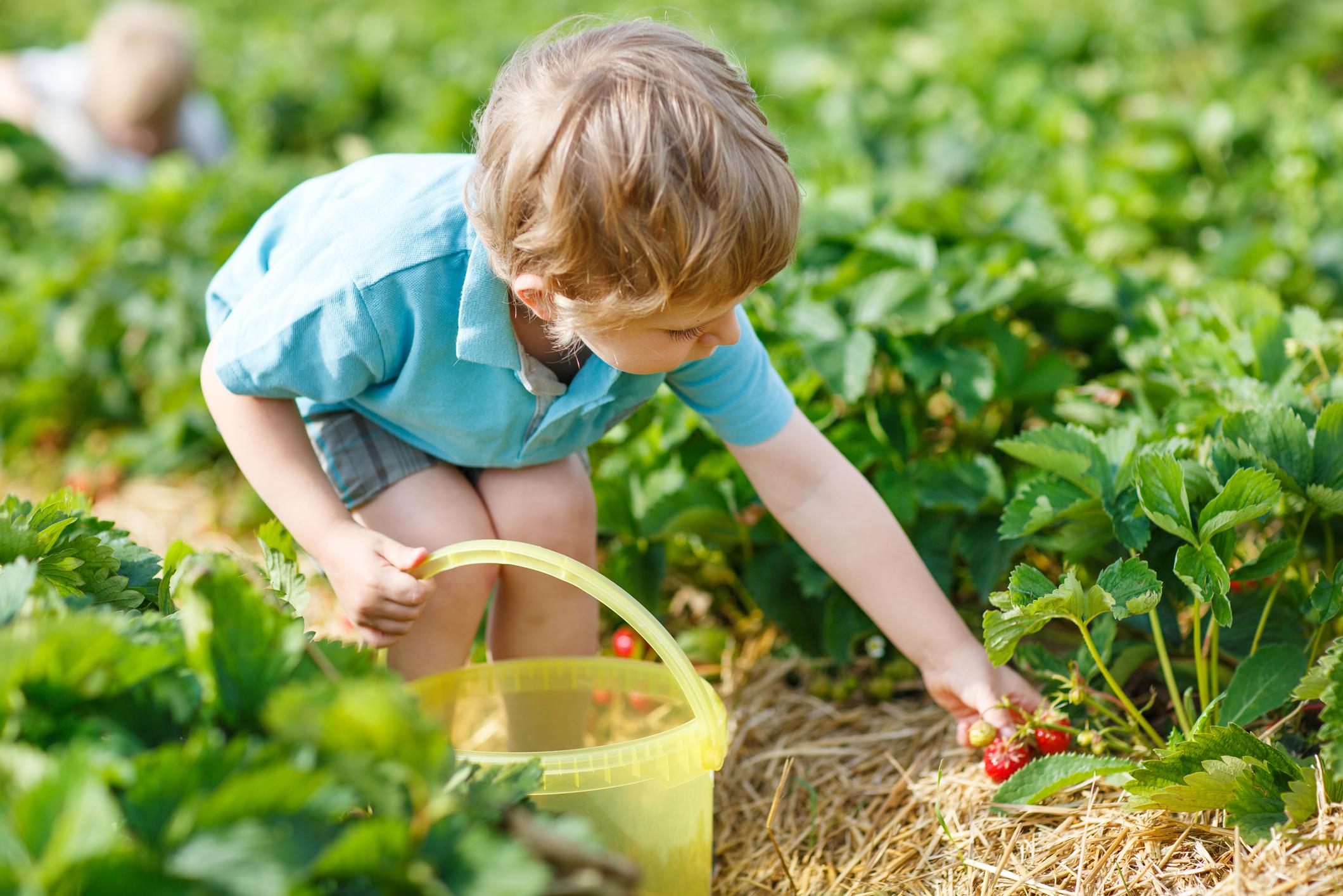 conseils pour de douces fraises du propre jardin