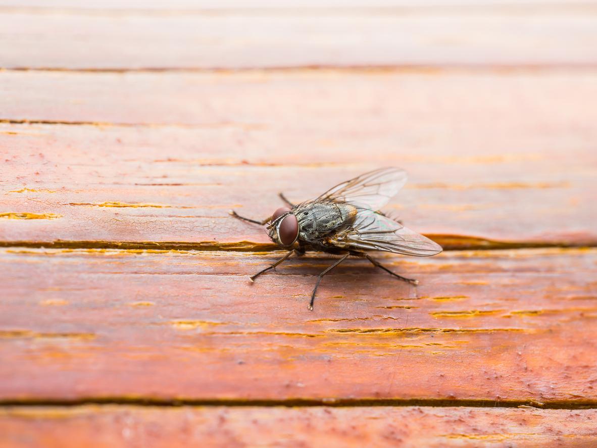 Les mouches peuvent venir gâcher votre séjour sur le balcon ou dans le jardin. 