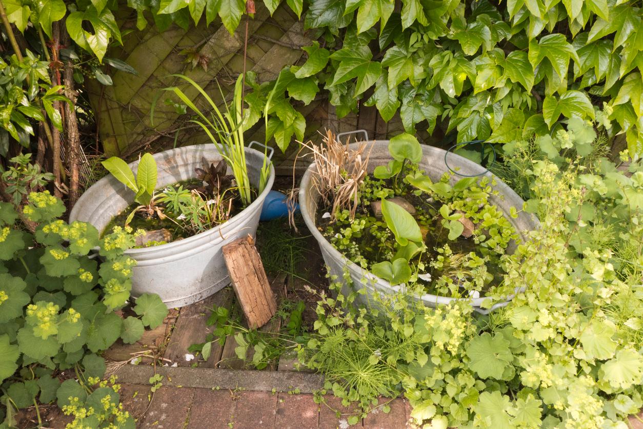  Biotop und Miniteich im Garten