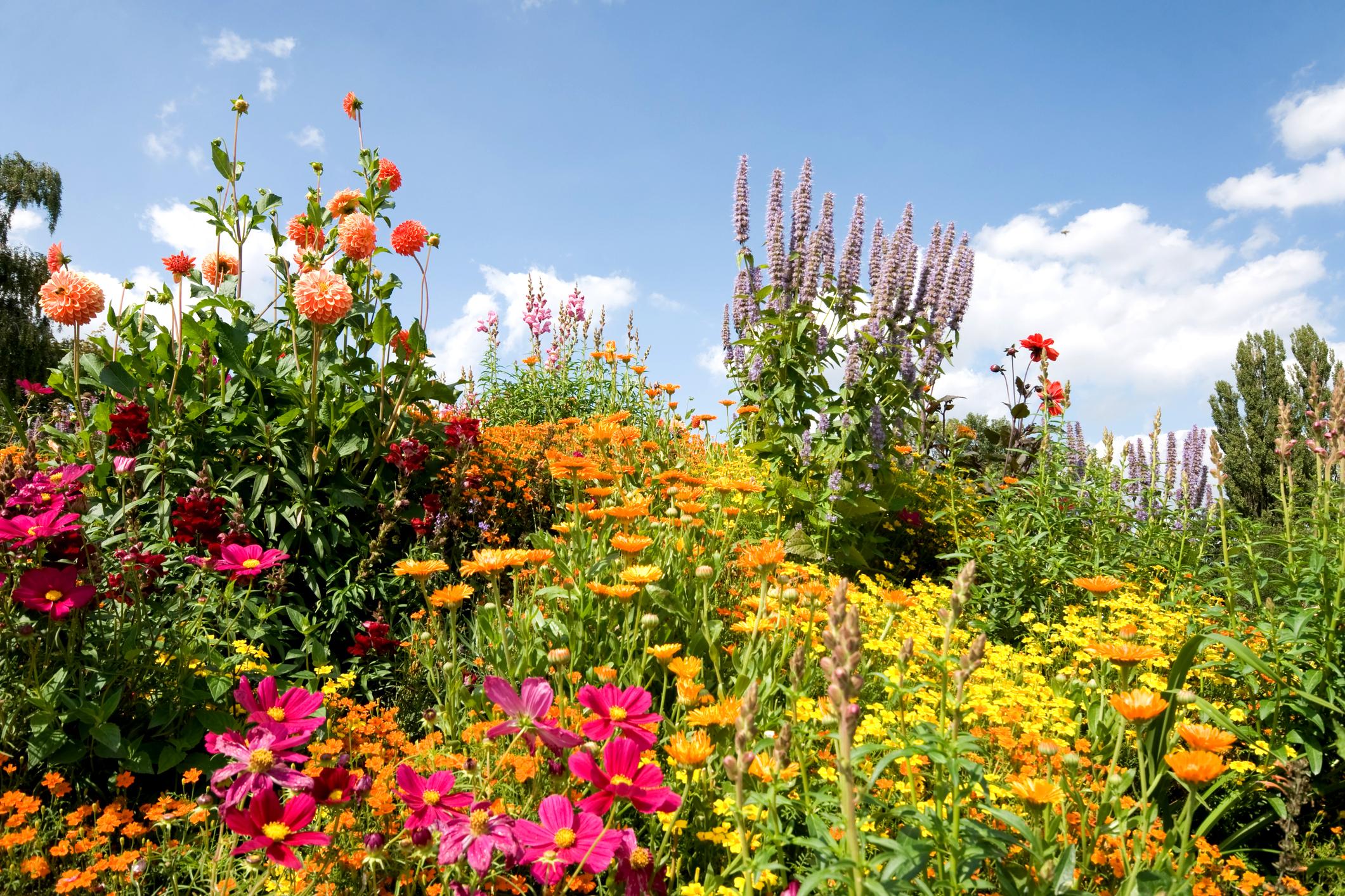 Gartentrends 2022: Blumenvielfalt