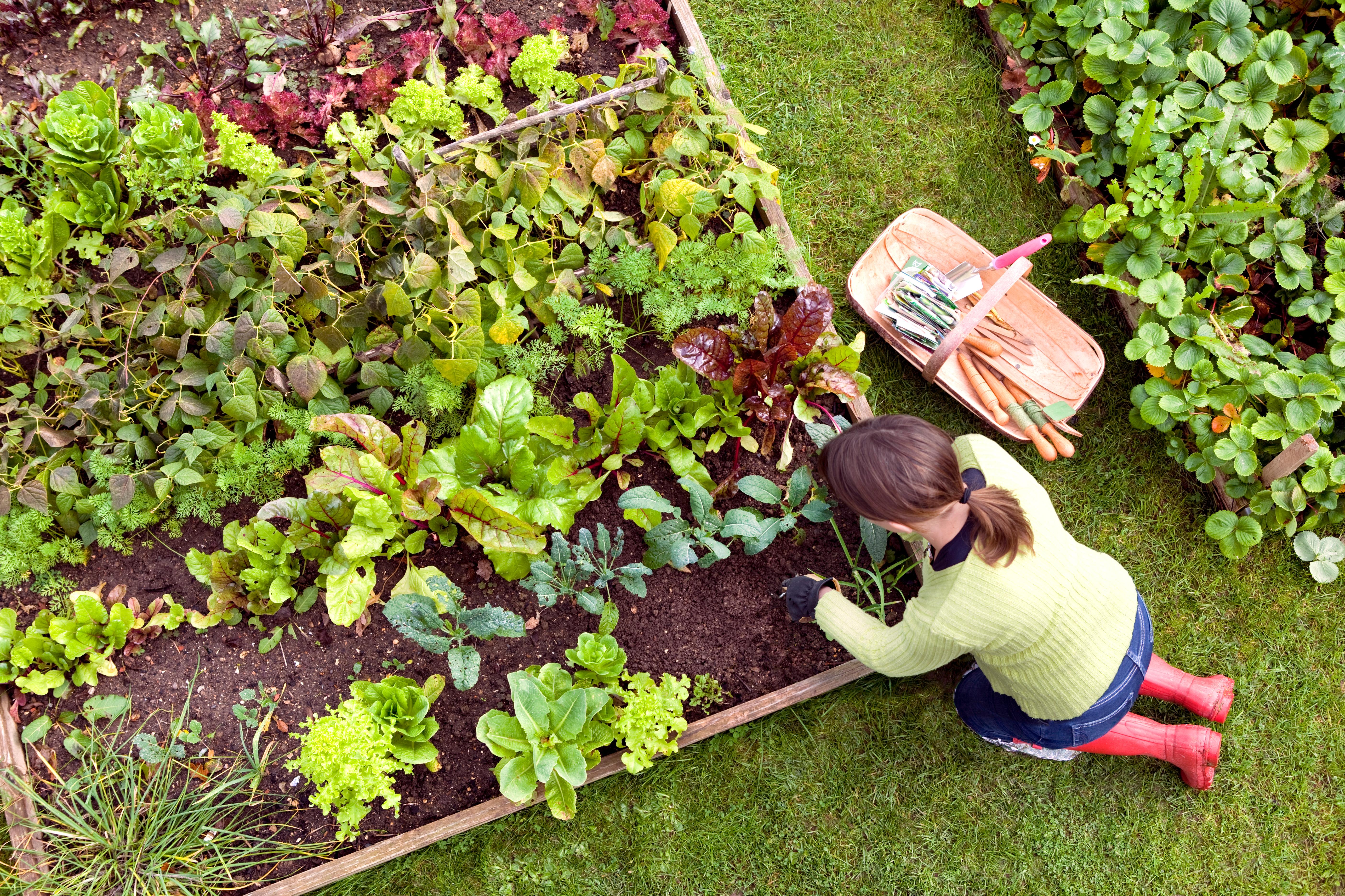 Une femme cueille des légumes dans son jardin.