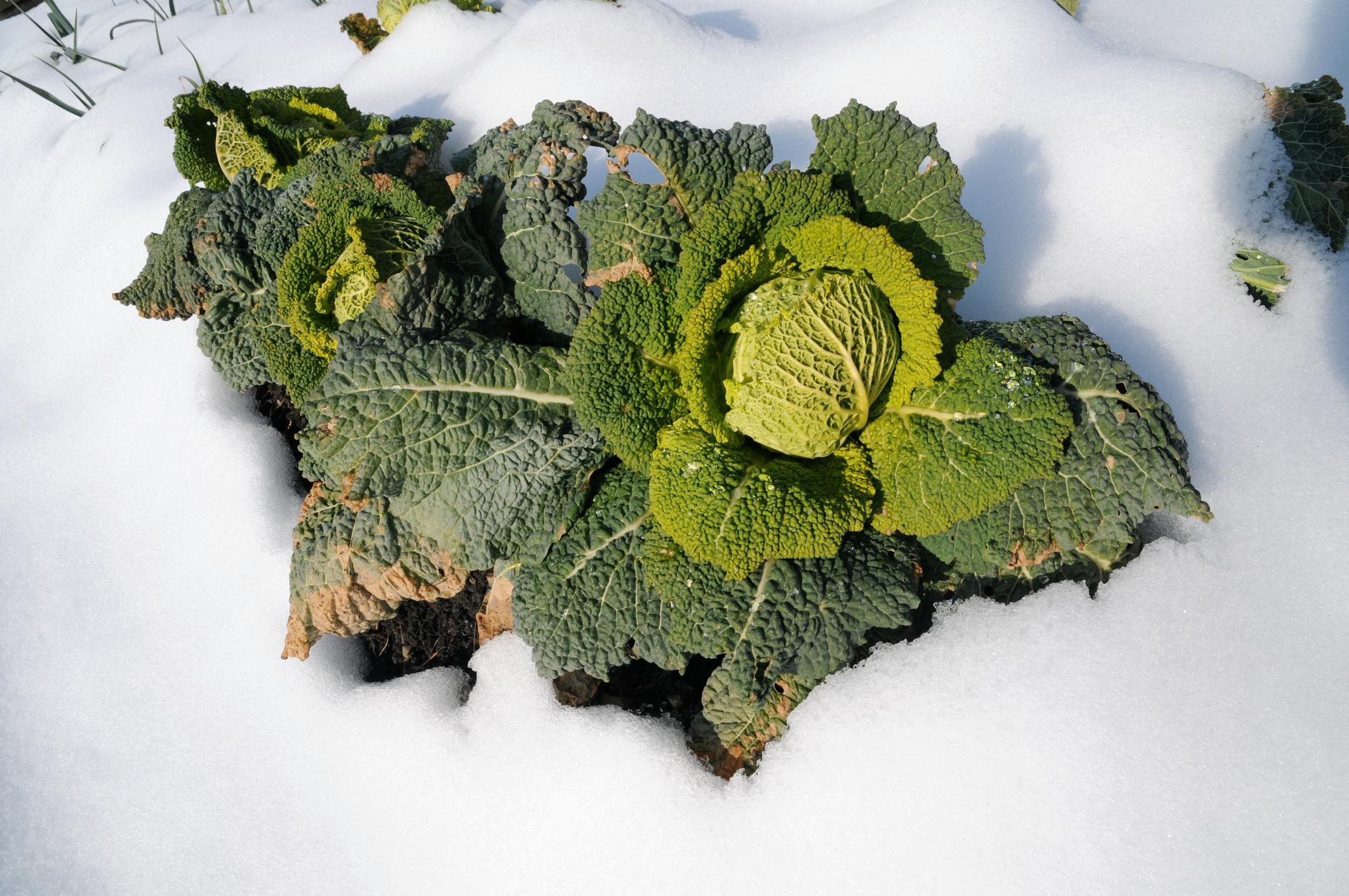 Il existe plusieurs possibilités pour hiverner des légumes au jardin.