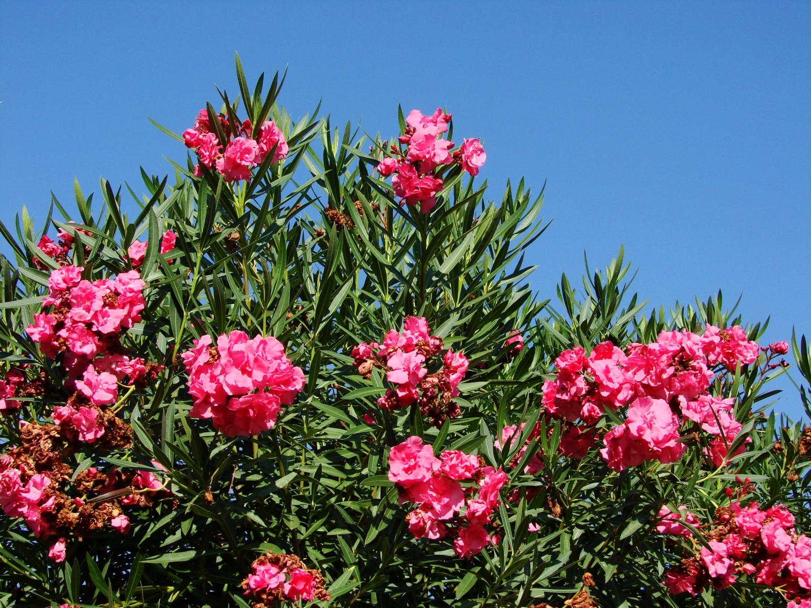 Oleander gehört zu den Giftpflanzen