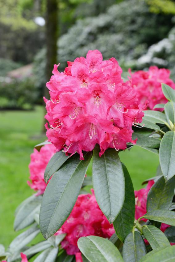 Rhododendron gehört zu den Giftpflanzen