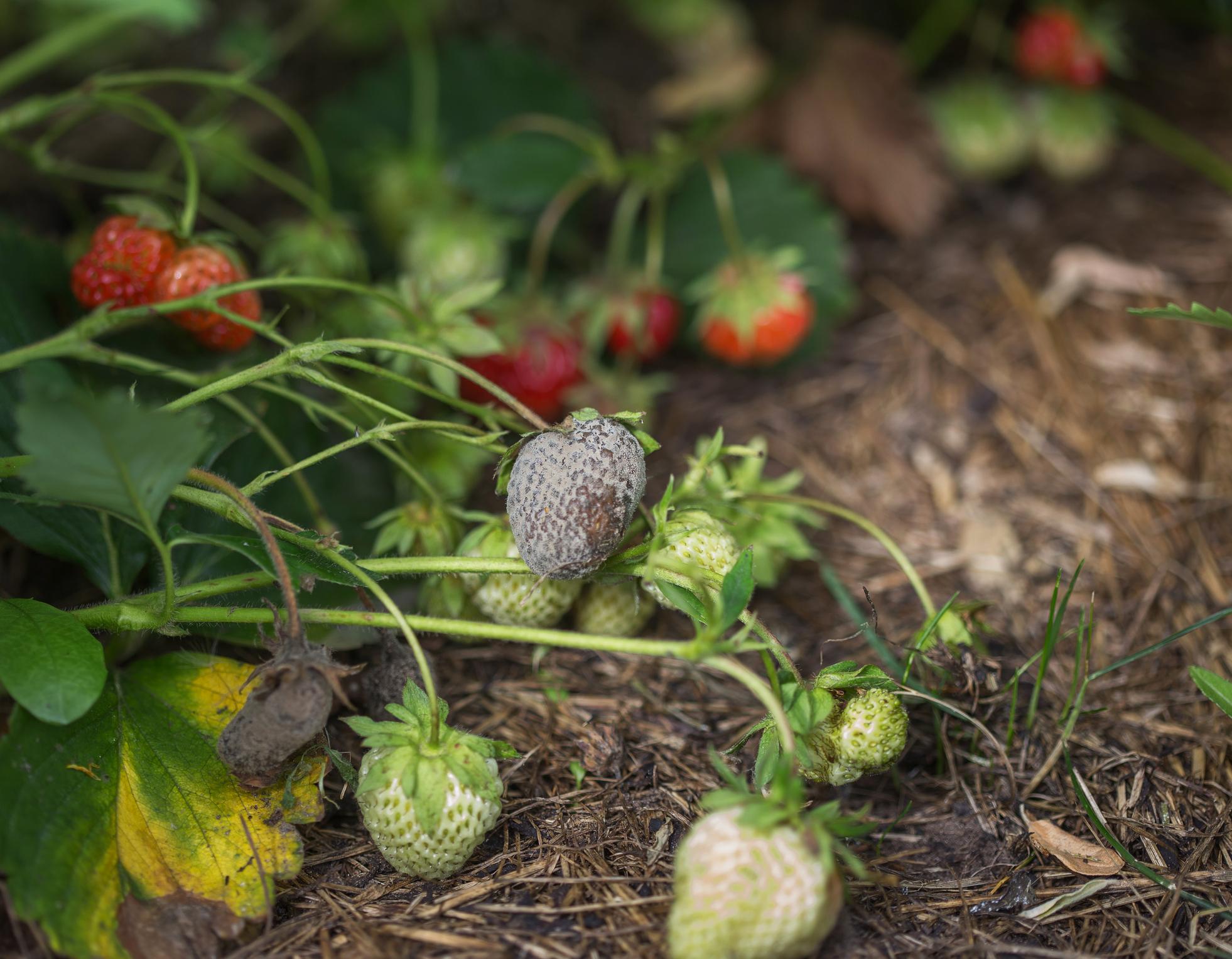 La moisissure grise se répand rapidement sur les plantes voisines et peut détruire des récoltes entières de fraises et d’autres fruits. 