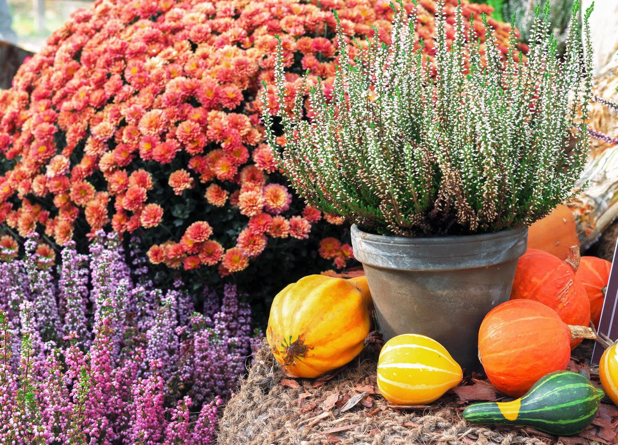 Plantes d'automne en pots et au jardin