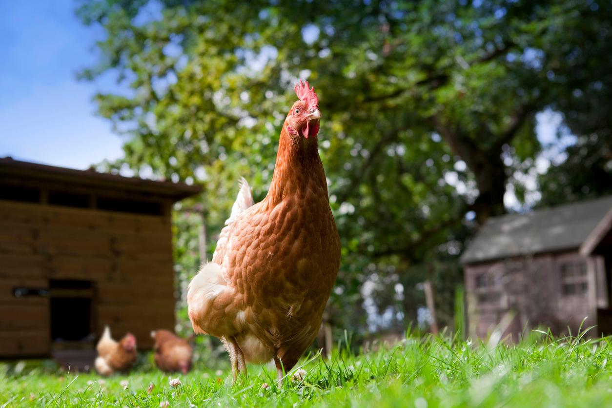 Privat Hühner zu halten, ist nicht nur anspruchsvoll, sondern auch mit zahlreichen Auflagen verbunden.
