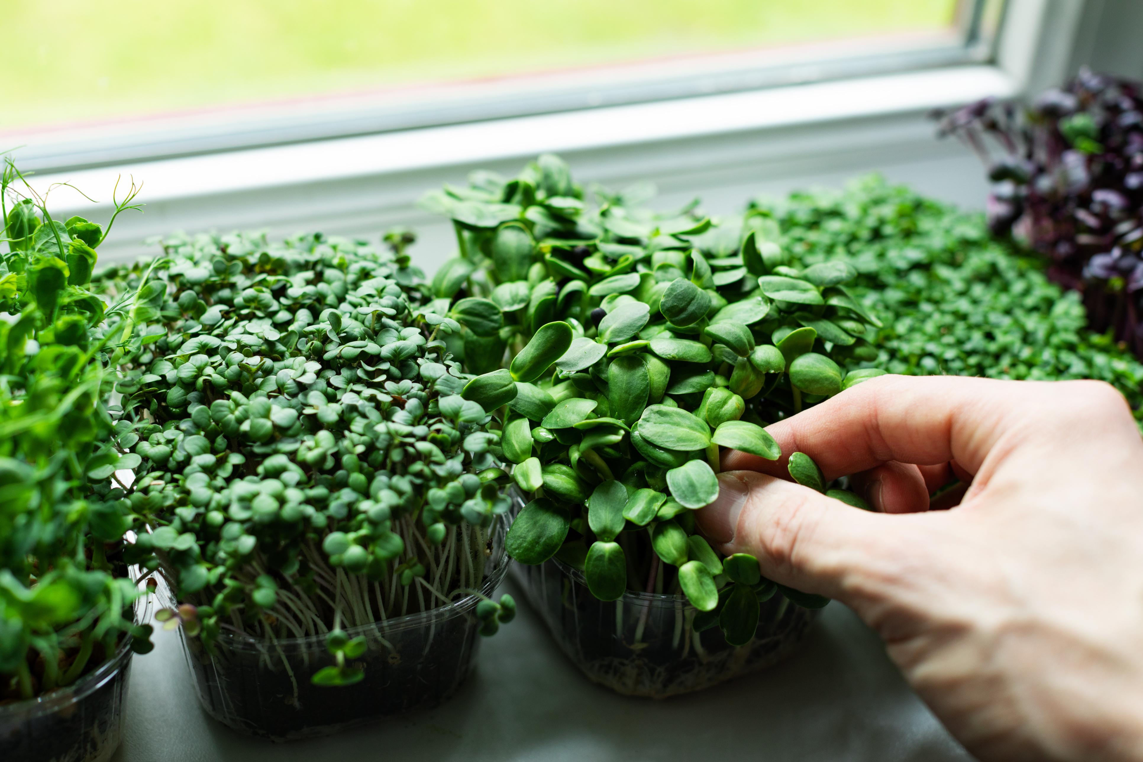 Indoor-Gardening Microgreens