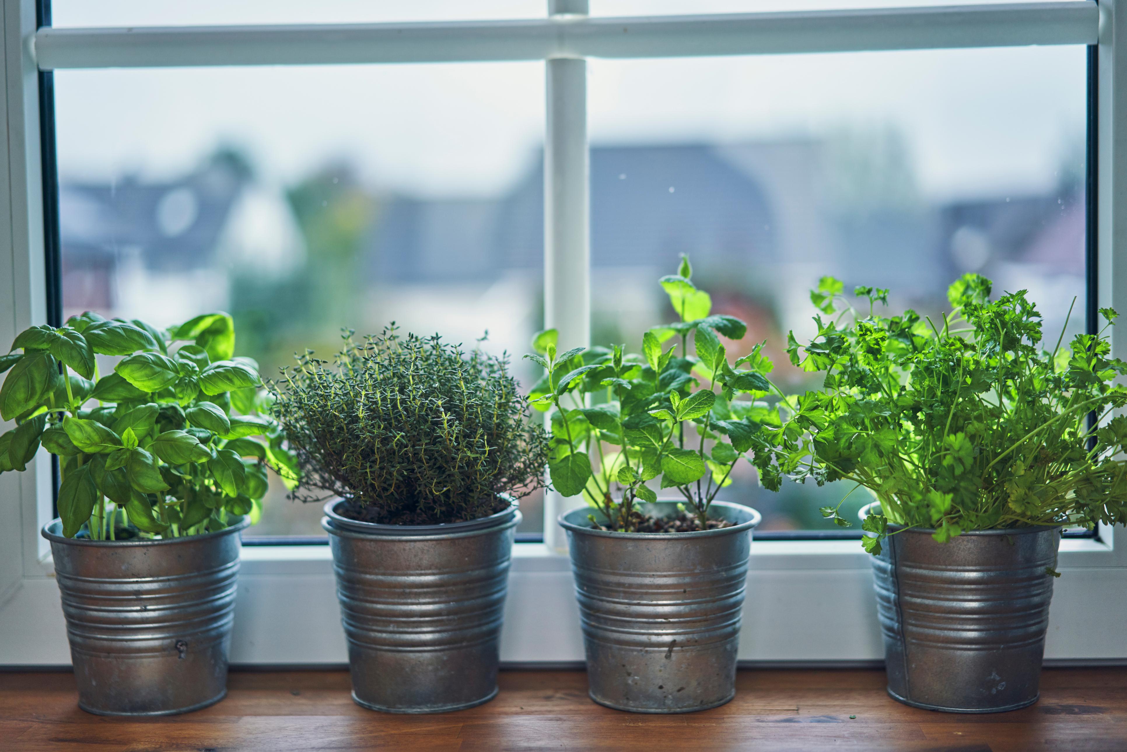Indoor-Gardening liegt im Trend und erfreut sich wachsender Beliebtheit. 
