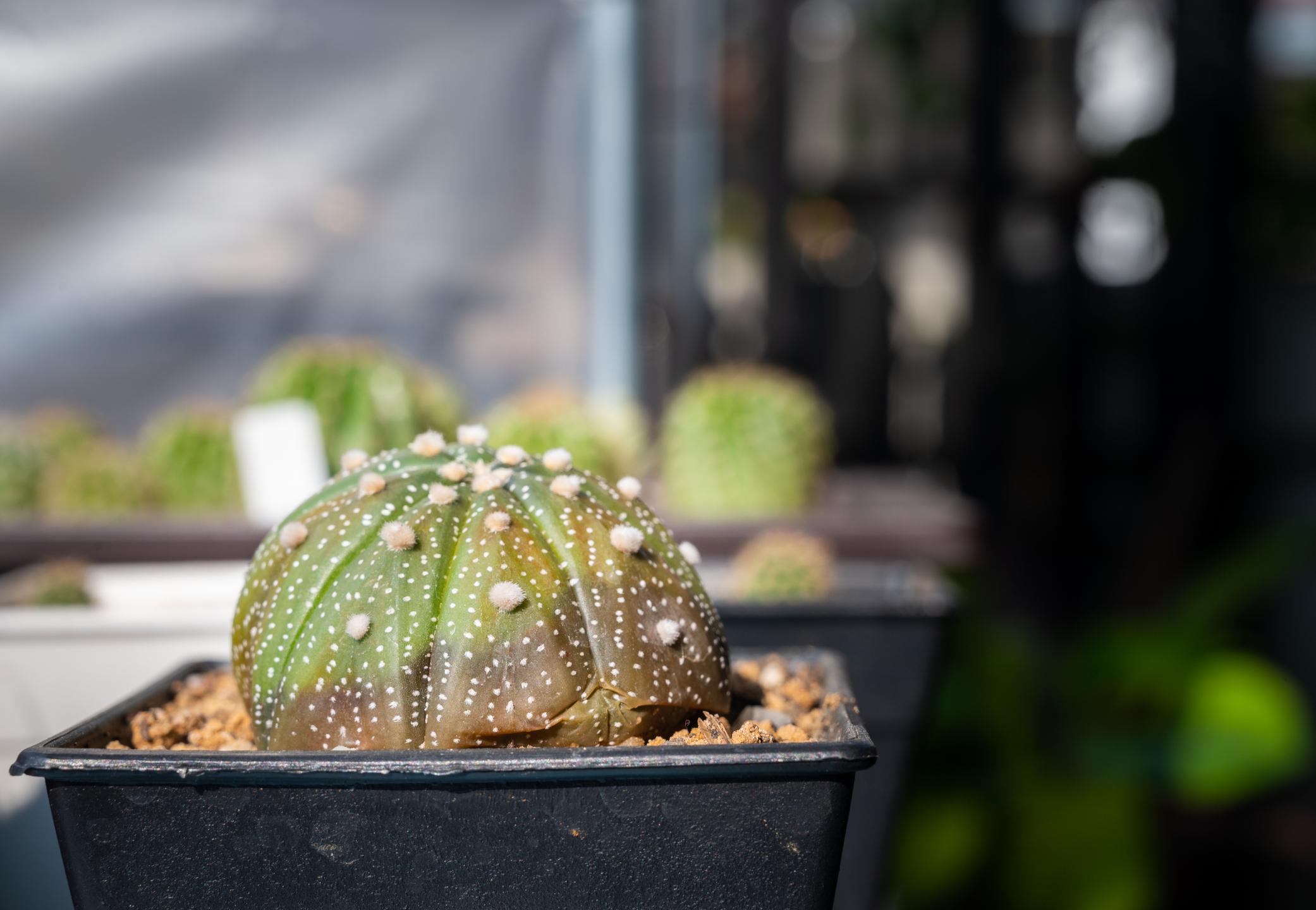 Neben einem Schädlingsbefall kann eine Pilzinfektion dem Kaktus zudem schwer zu schaffen machen. 