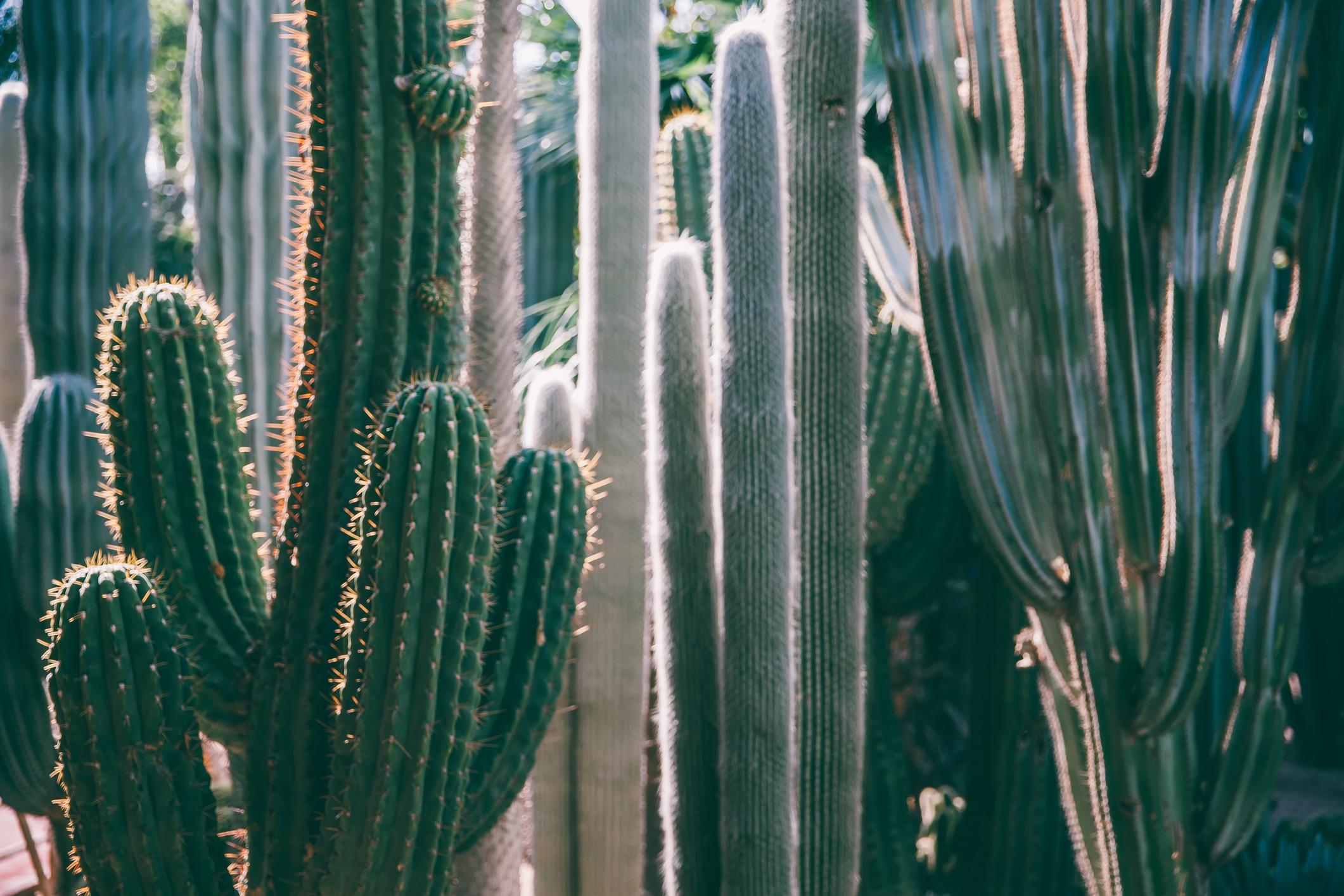 Les cactus peuvent être très facilement remis en forme en les coupant. 
