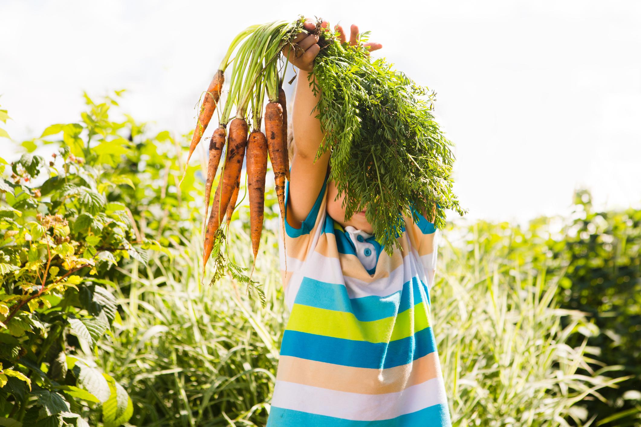 es carottes font partie des légumes que la plupart des gens connaissent depuis l'enfance