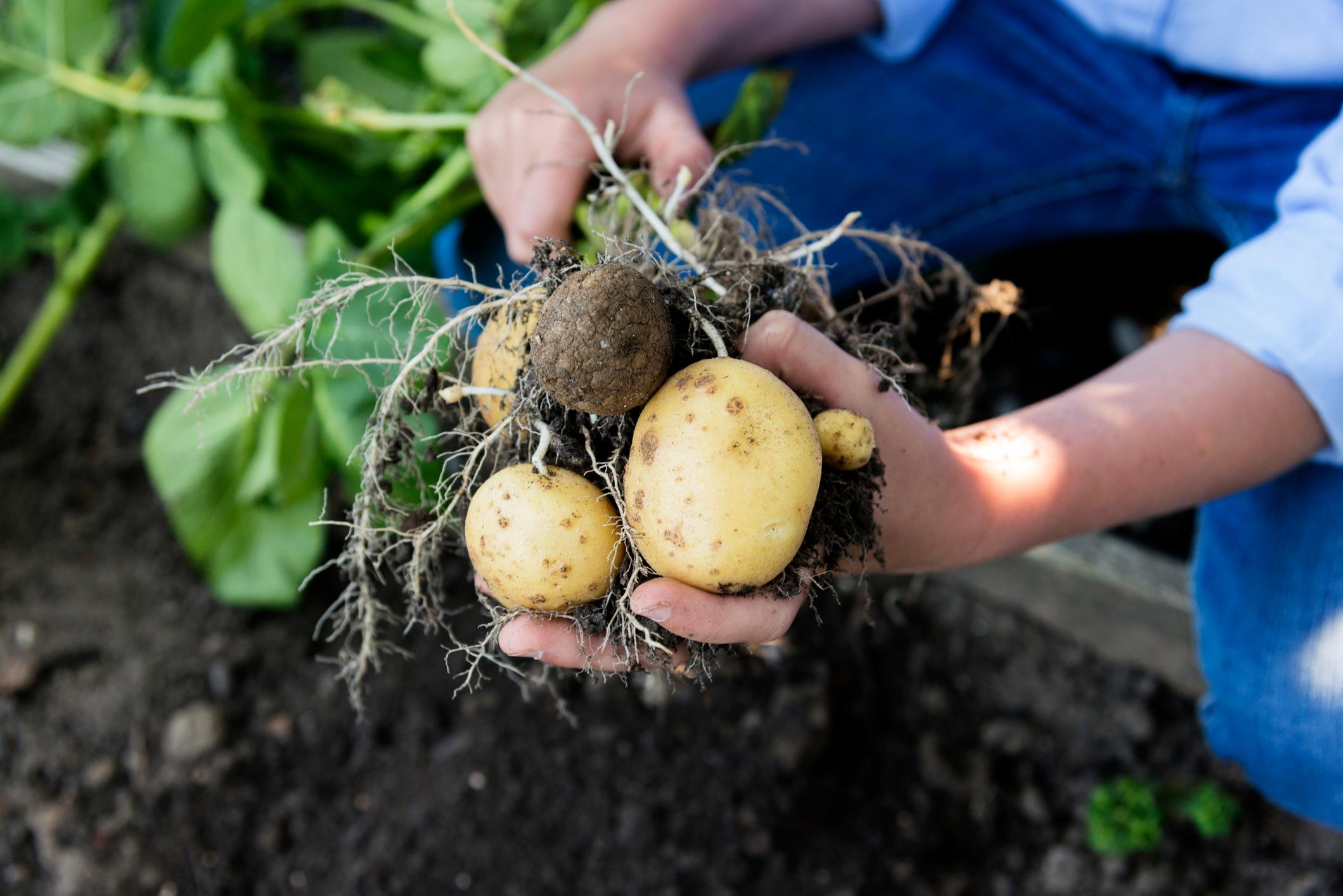 Planter des pommes de terre soi-même