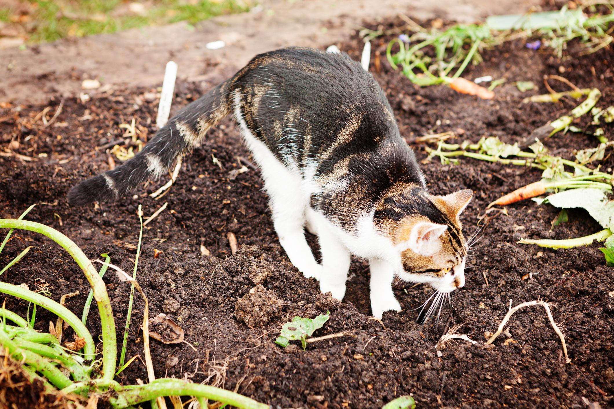  Katzenkot im Garten ist ein Ärgernis und kann die Gesundheit gefährden.