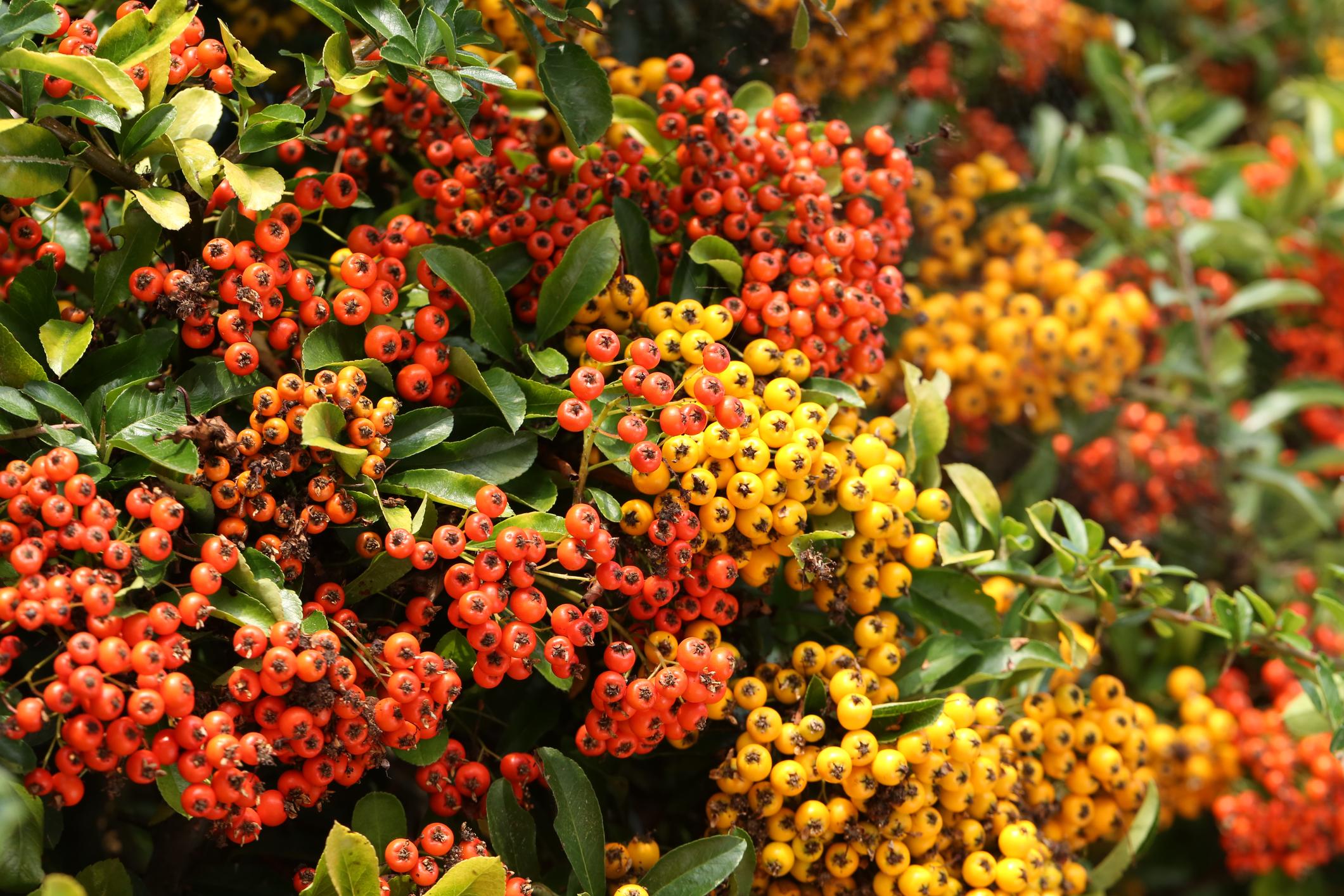 Buisson ardent (Pyracantha coccinea)