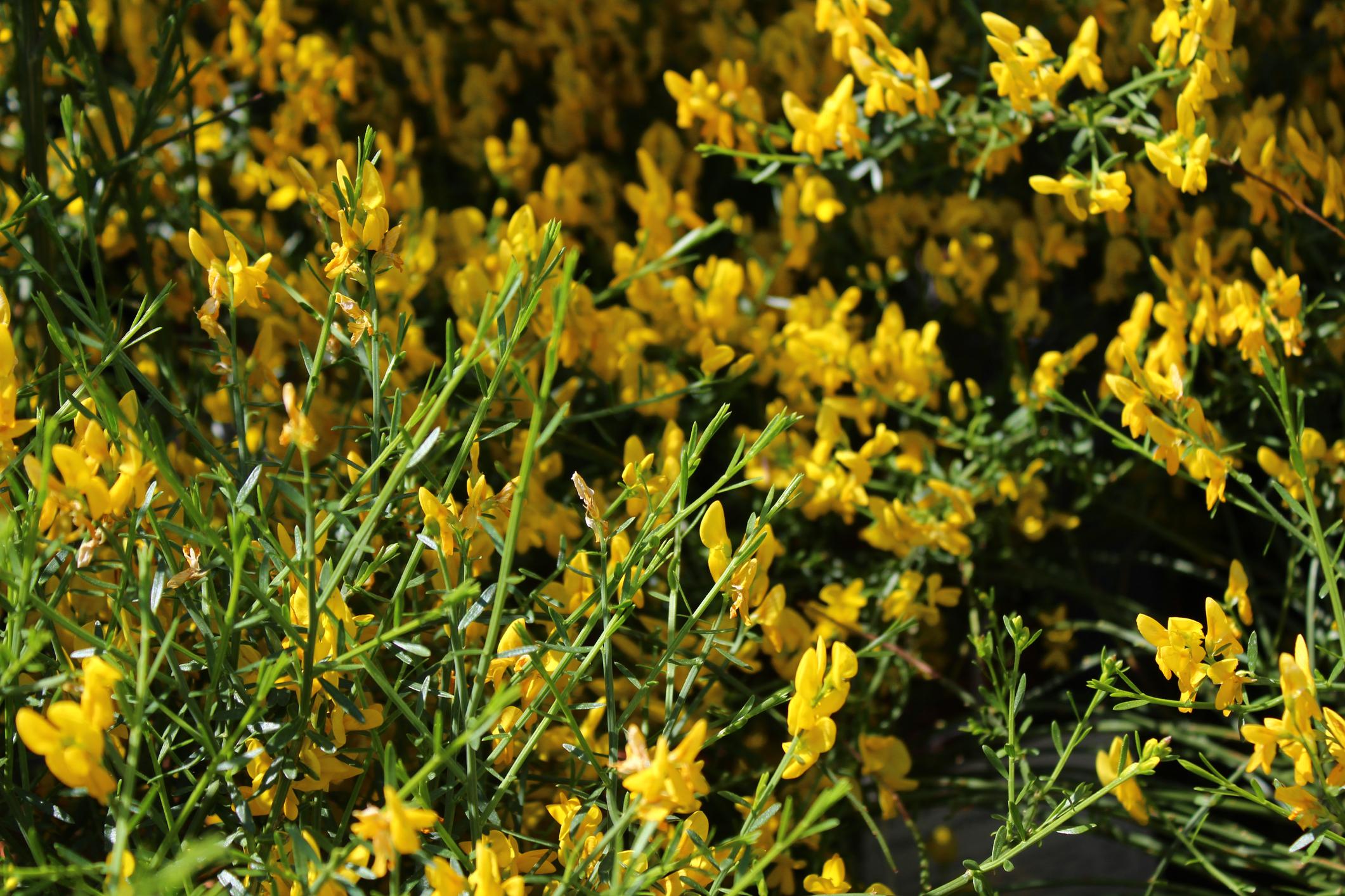 Ginster (Genista lydia)