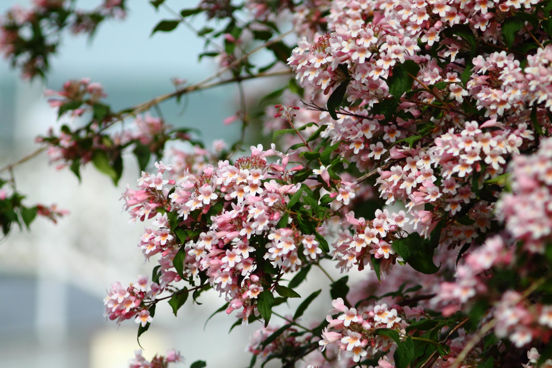 Buisson de beauté (Kolkwitzia amabilis)