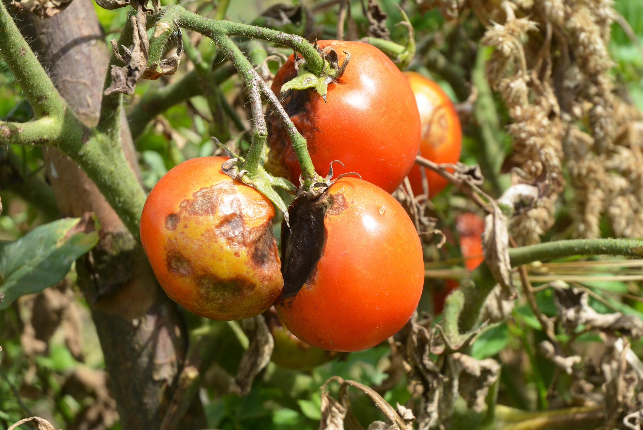 Kraut- und Knollenfäule bei Tomaten