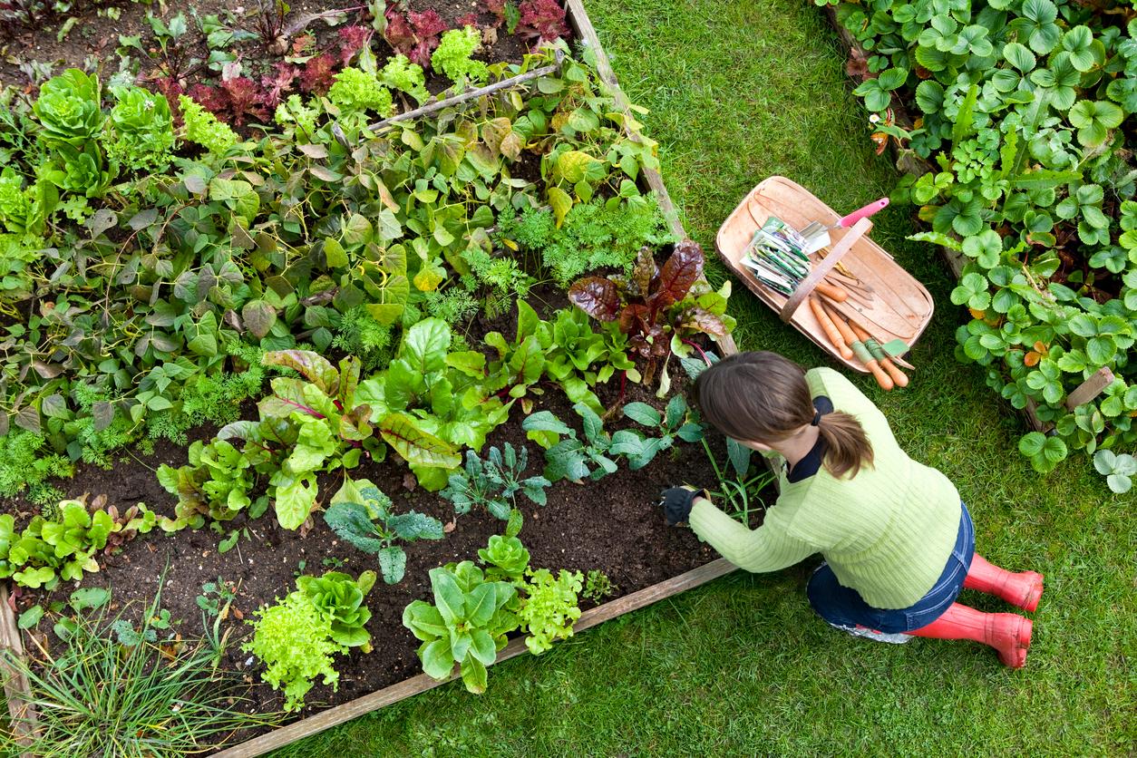  Mischkultur im Garten fördert das Pflanzenwachstum.