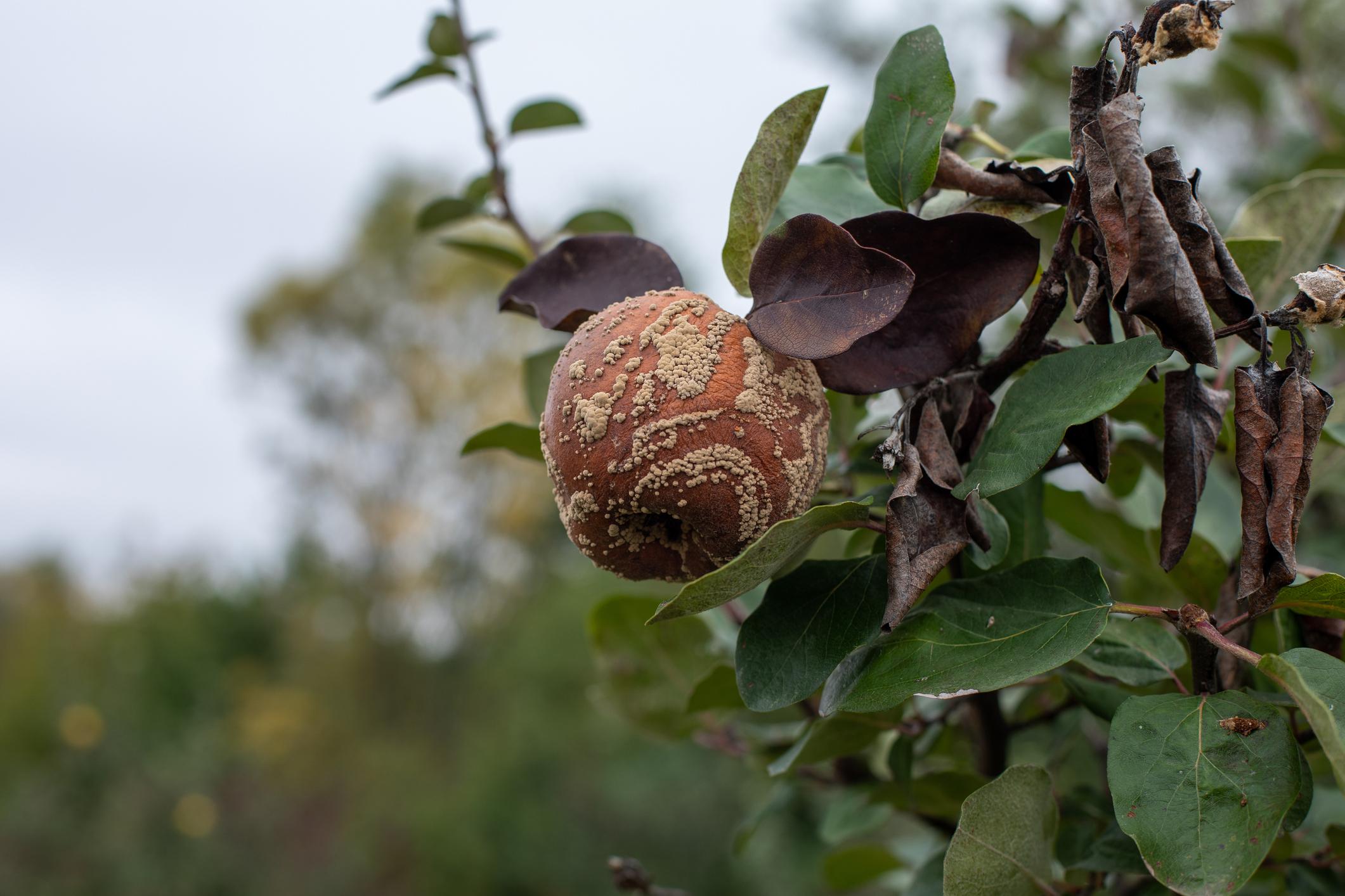Fruits pourris : la moniliose cause de graves dommages aux arbres fruitiers. 