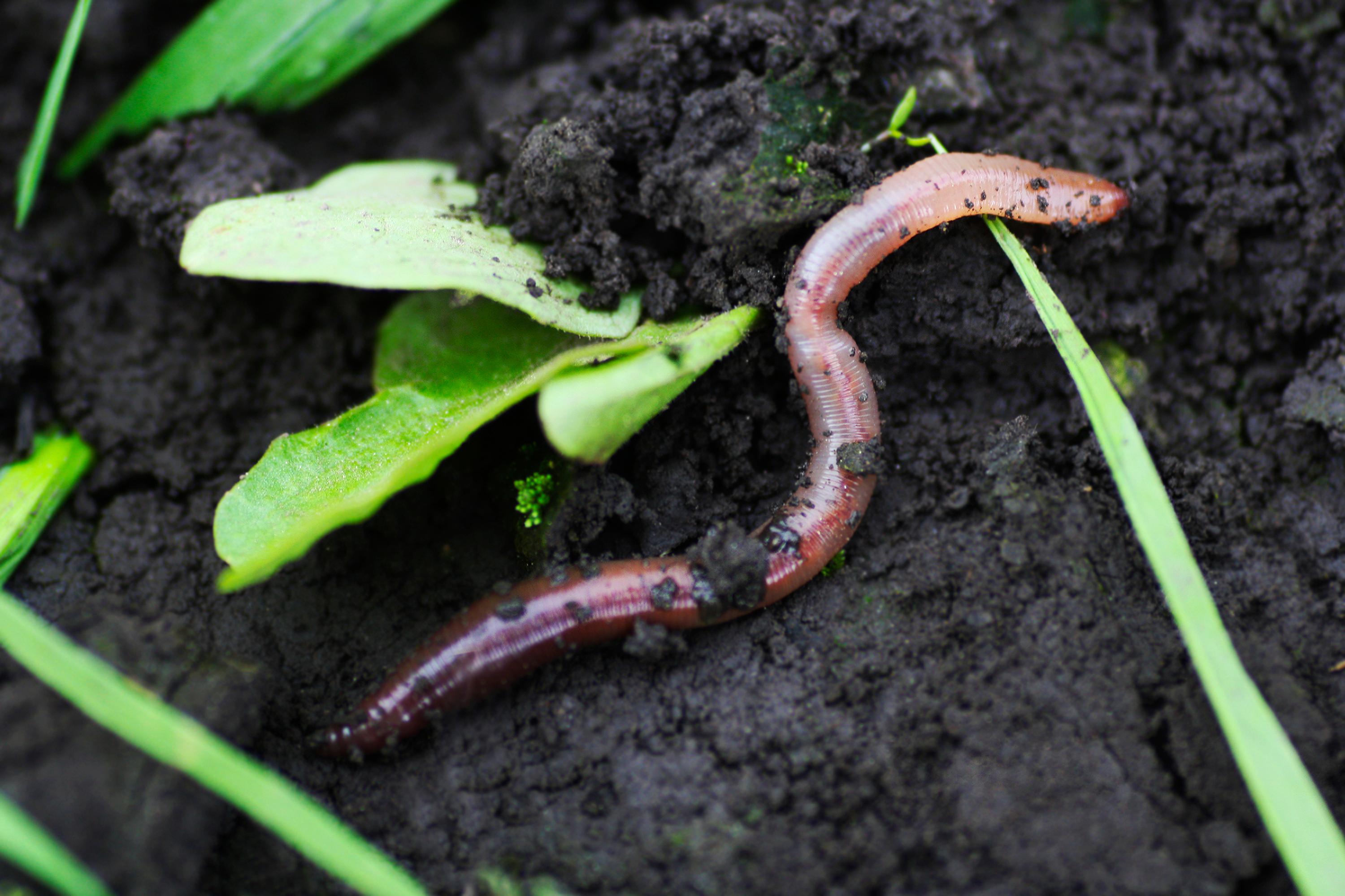 Regenwürmer als Nützlinge im Garten