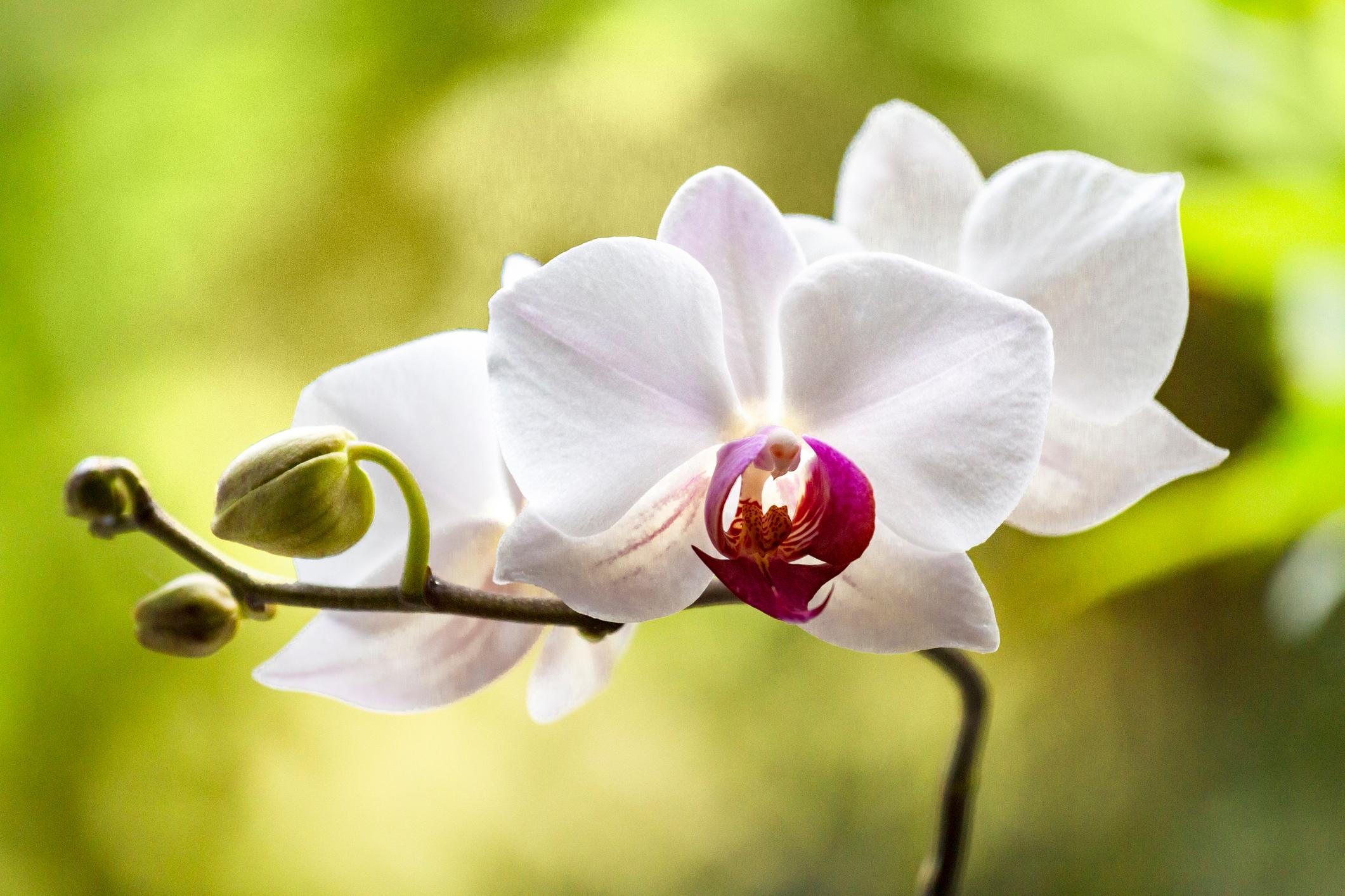 Orchideen weiss