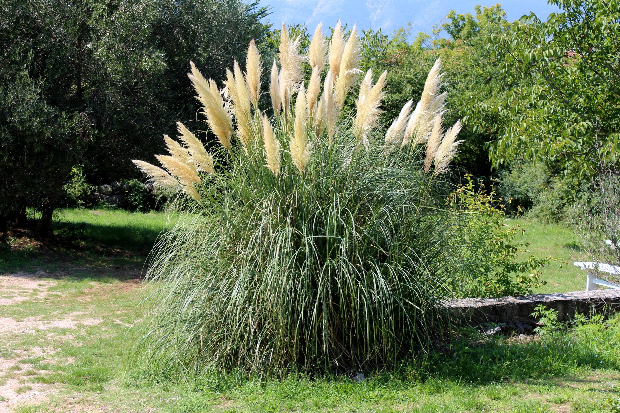L'herbe de la pampa (Cortaderia)