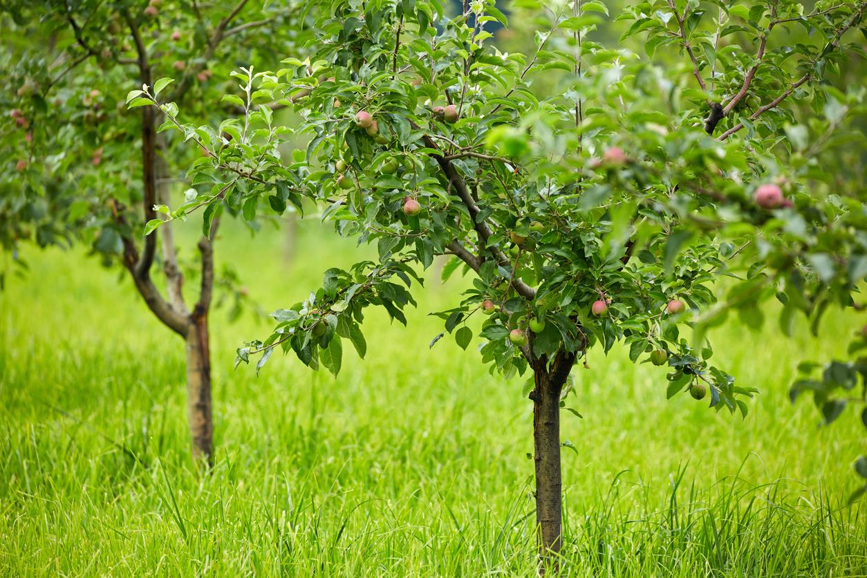  Die Jahrespflege hilft jungen Obstbäumen in der Entwicklung.