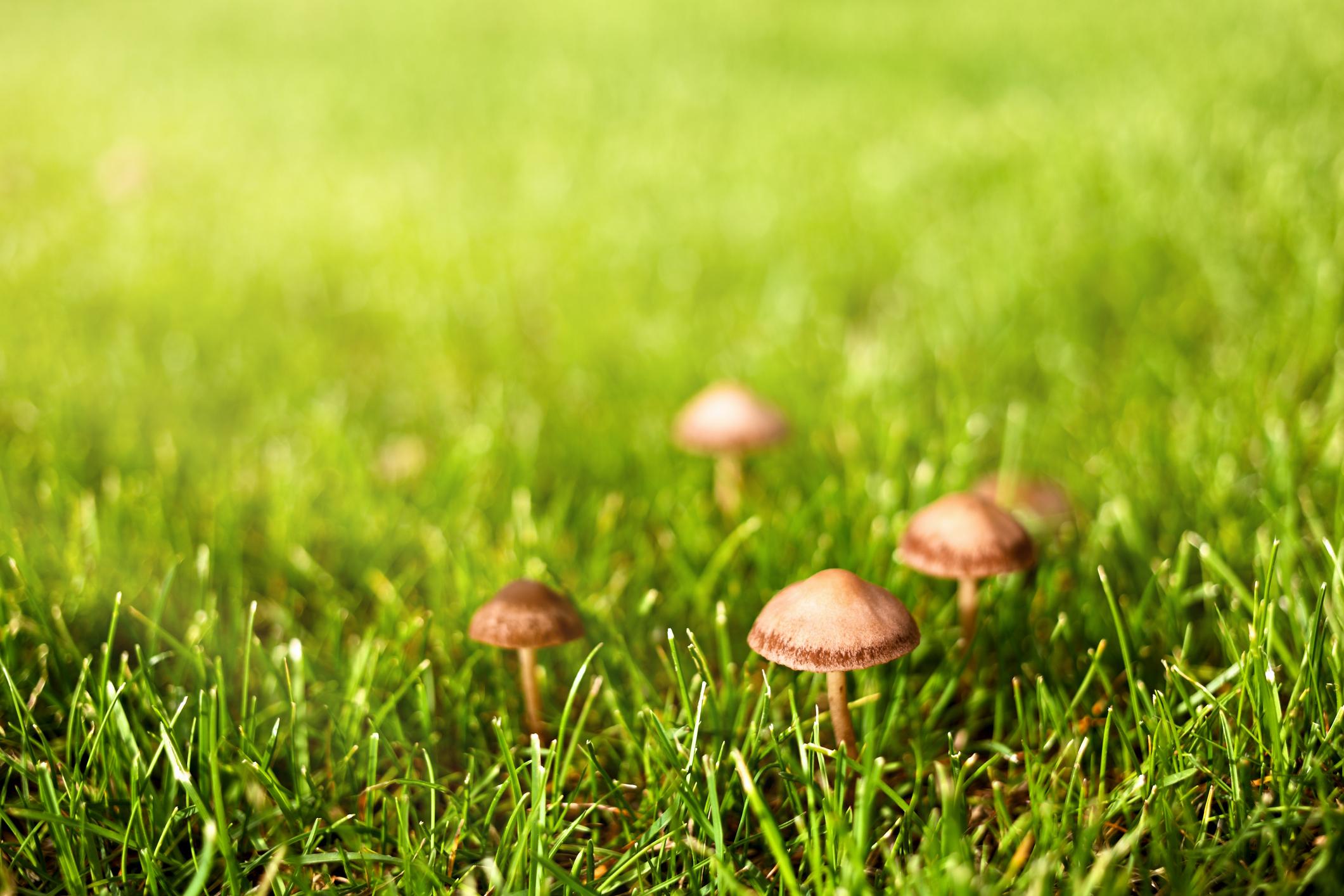 Une quantité de champignons différents peut coloniser la pelouse. 