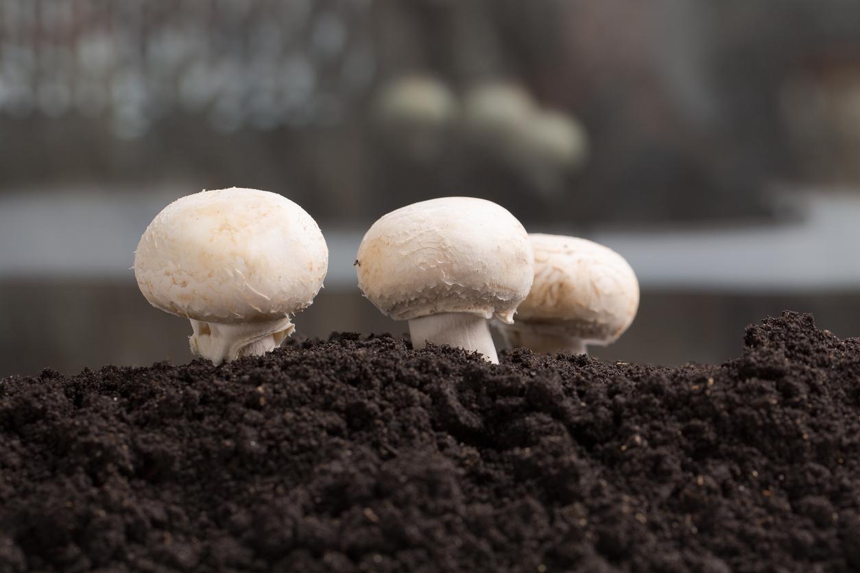  Champignon: Pilze selber züchten