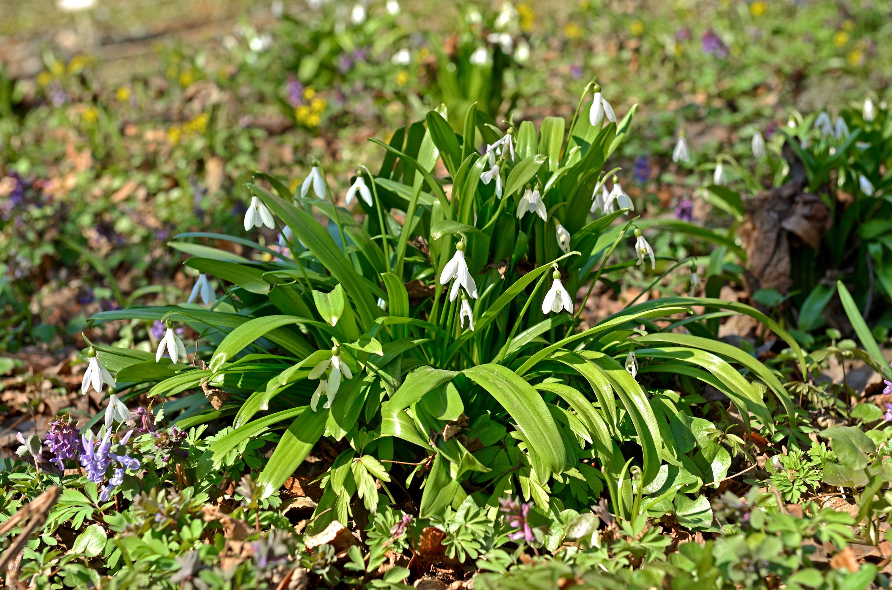 Riesen-Schneeglöckchen (Galanthus elwesii)