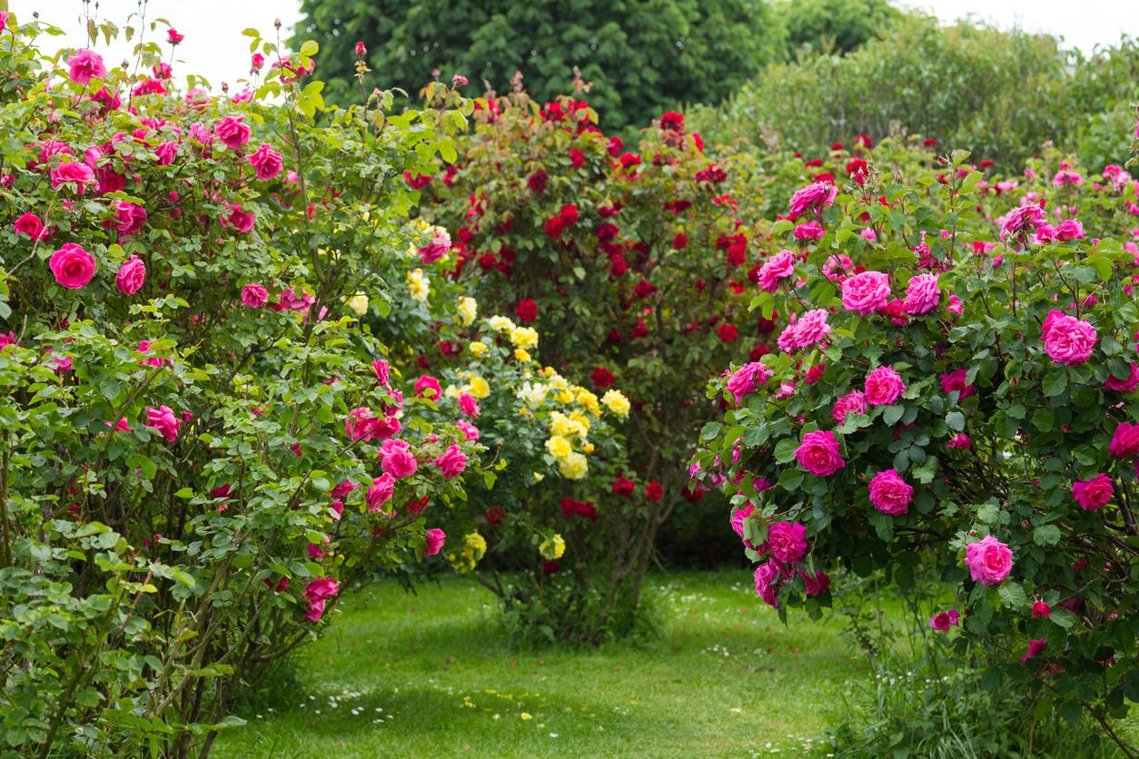 Les rosiers sont l’ornement de tout jardin. 
