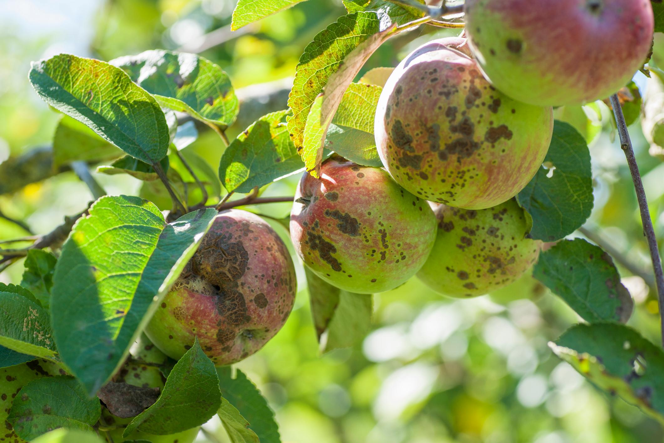 La tavelure est l’une des maladies les plus courantes chez les arbres fruitiers. 