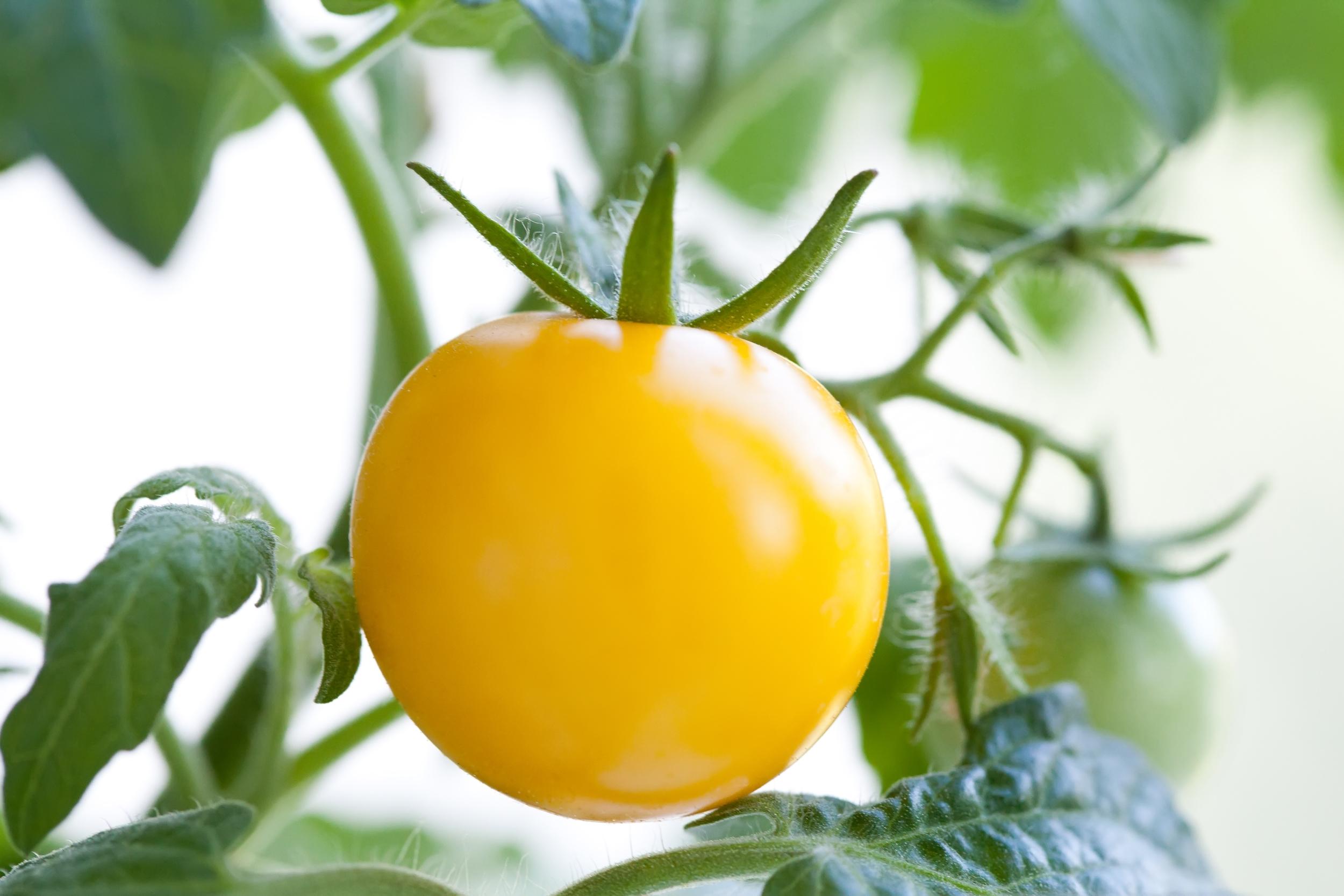 Tomates Reine des jaunes