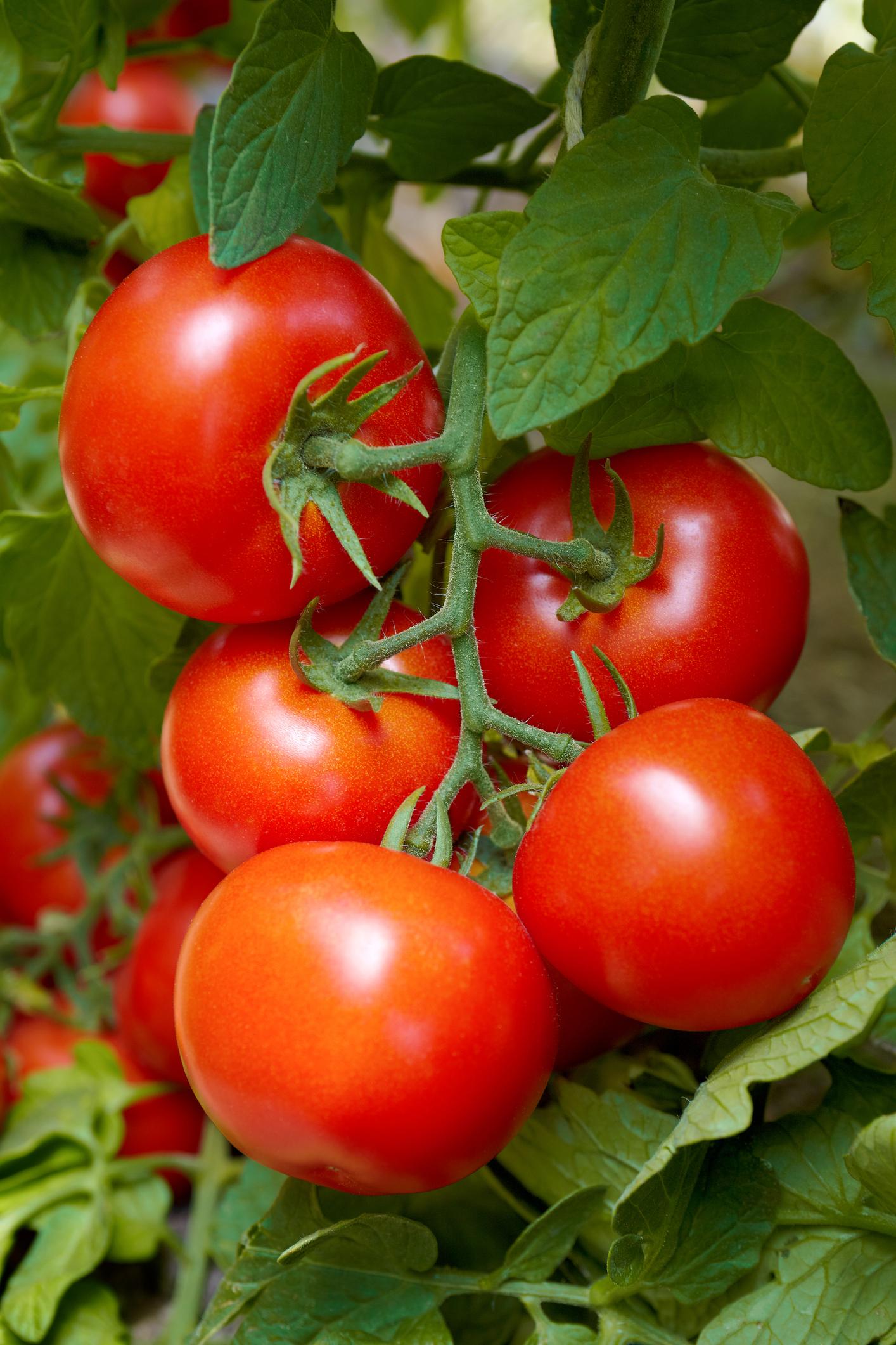 Tomates : montfavet