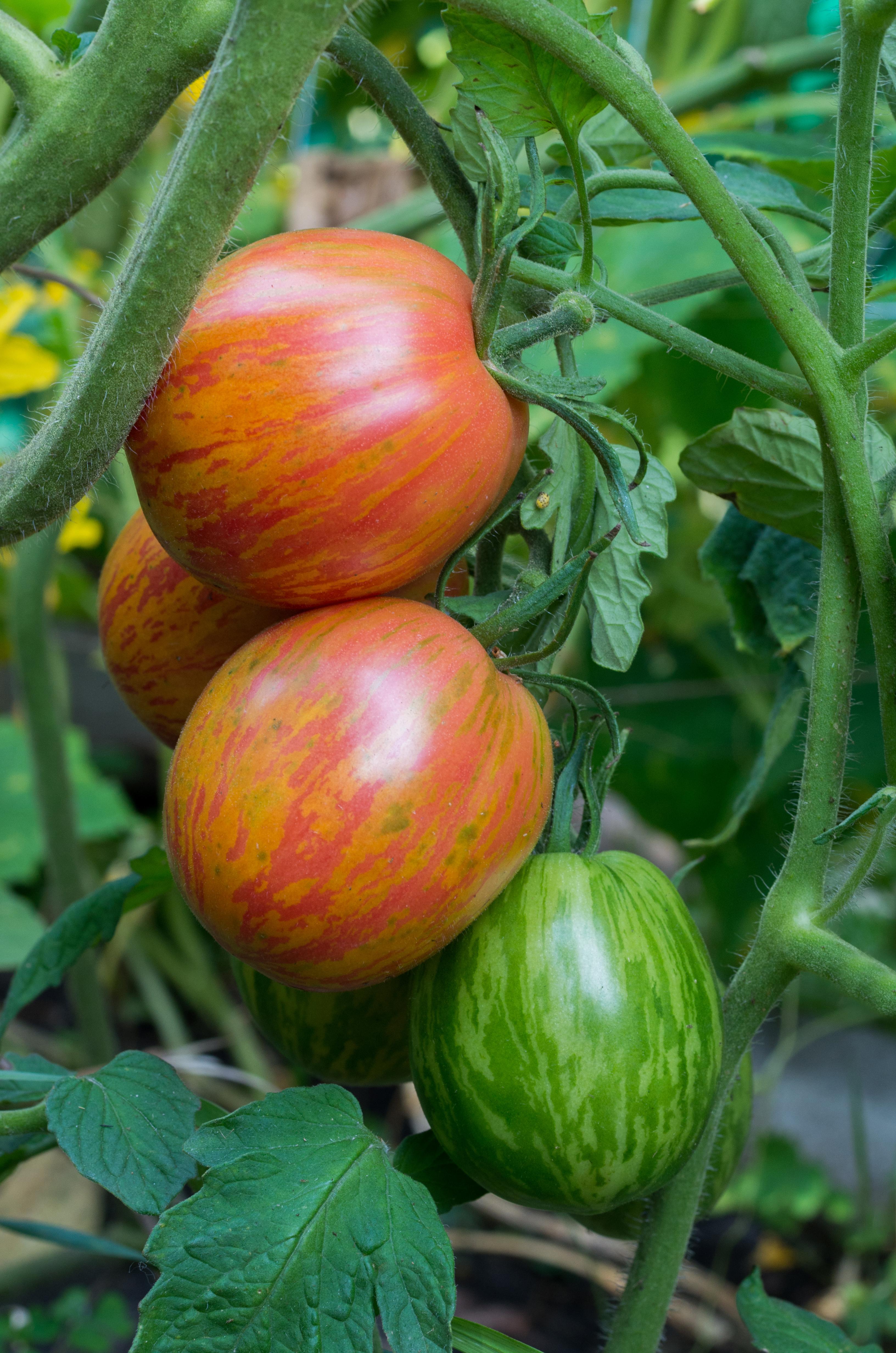 Tomates Rambling Red Stripe