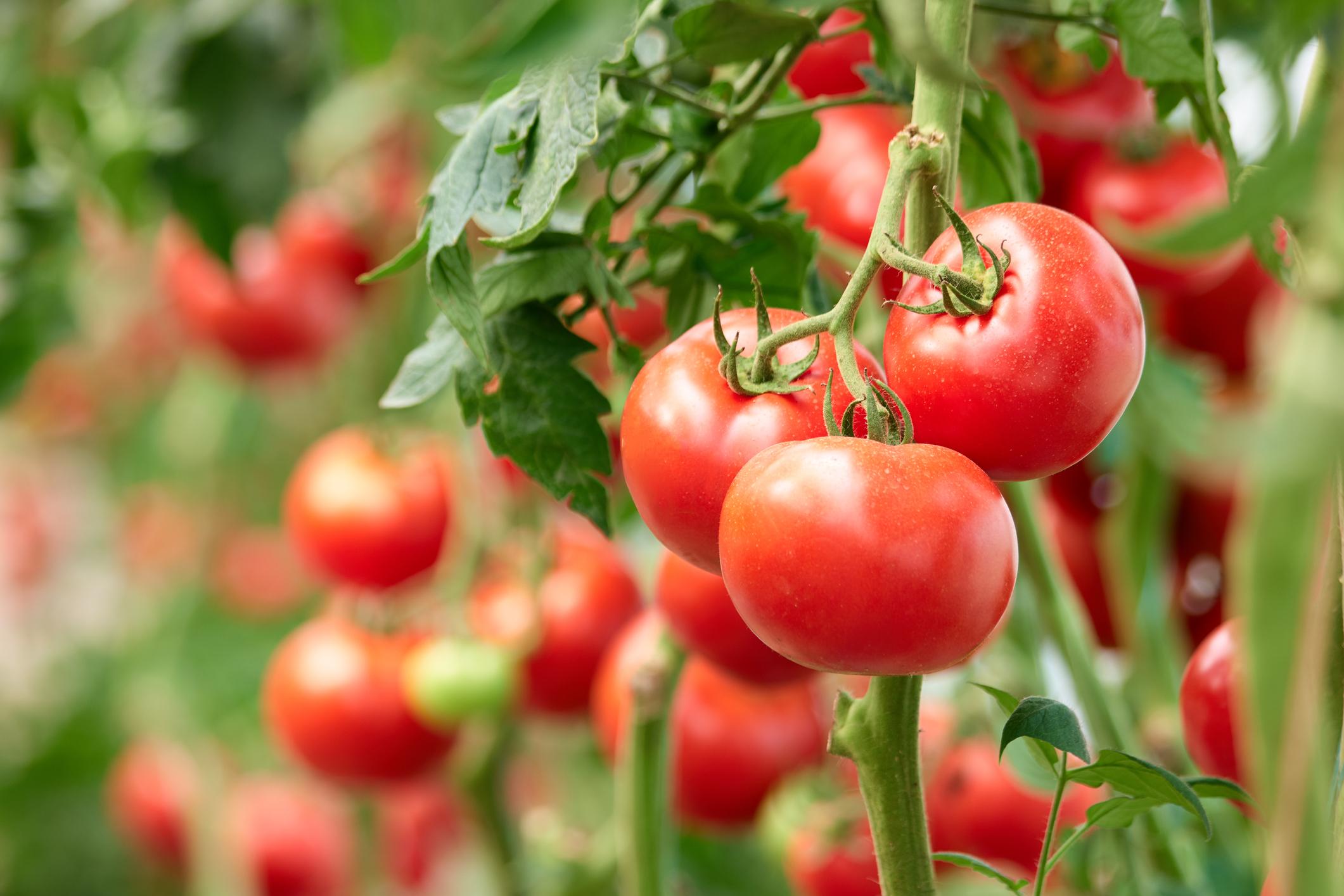 Au jardin, les tomates requièrent beaucoup de soleil et de chaleur.